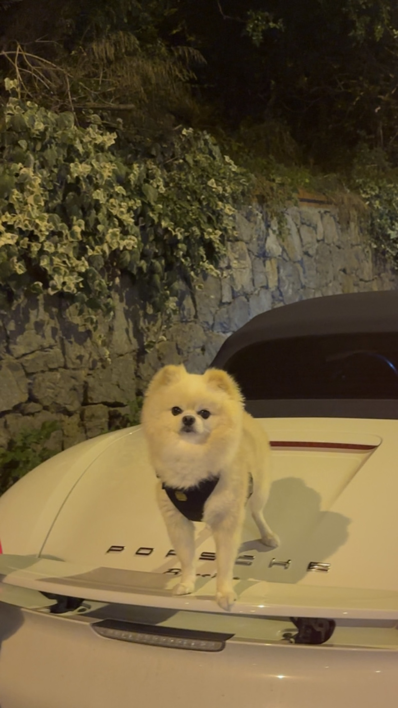 Evimizin reisi Yogi’mize güzel bir eş arıyoruz 1