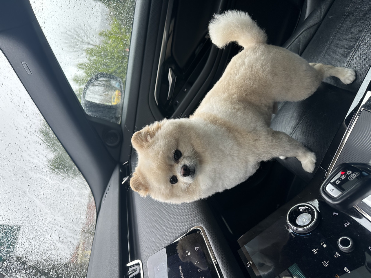 Evimizin reisi Yogi’mize güzel bir eş arıyoruz 2