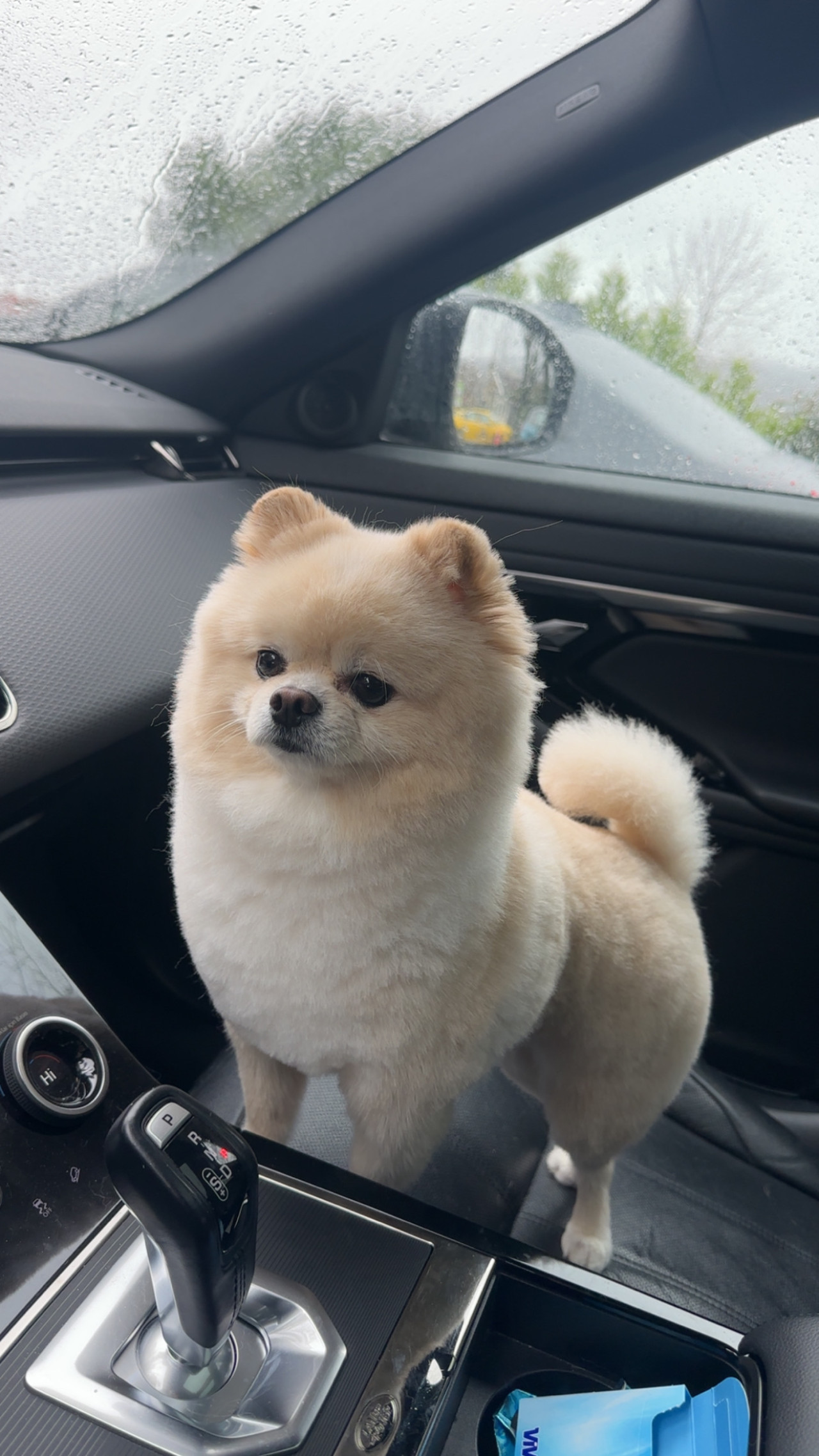 Evimizin reisi Yogi’mize güzel bir eş arıyoruz 3