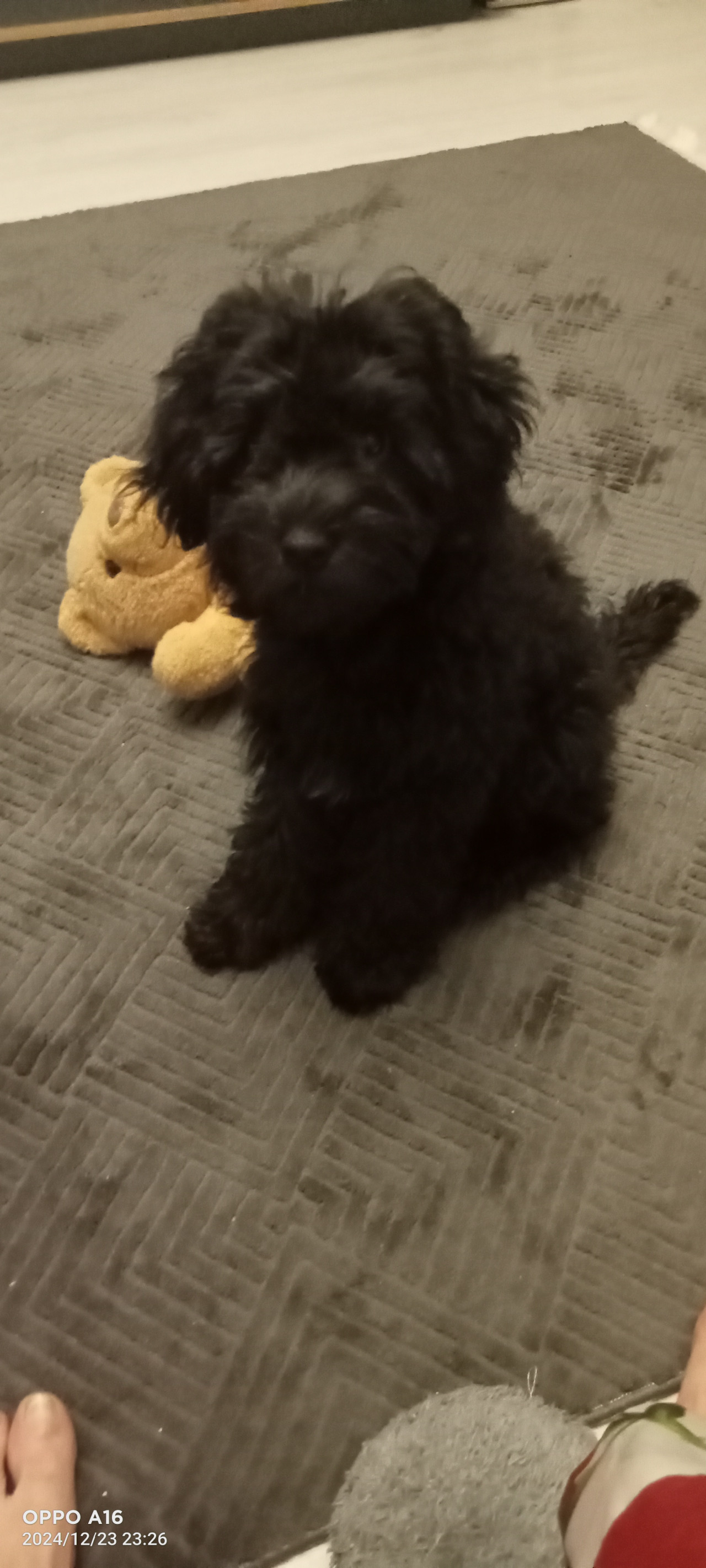 Toy poodle Kızımıza es ariyoruz