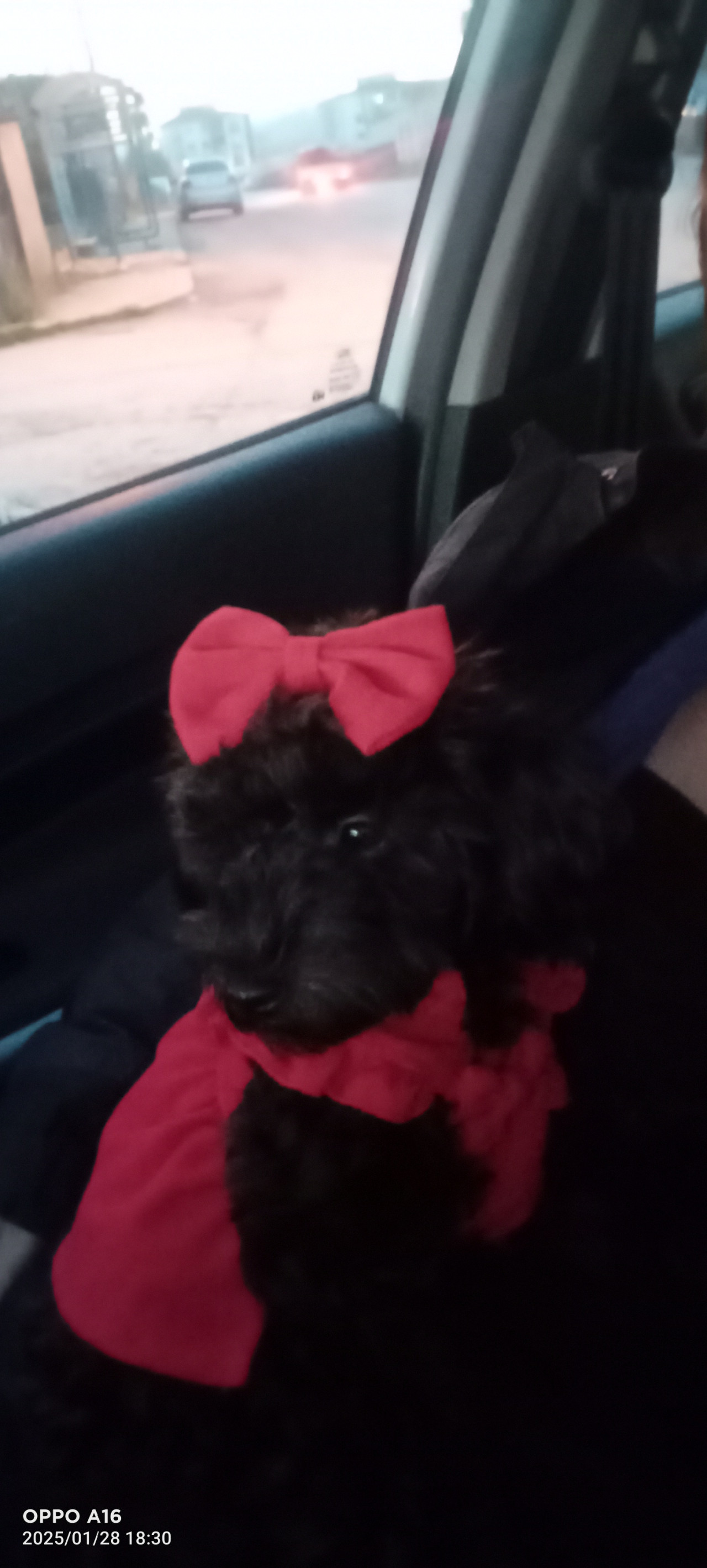 Toy poodle Kızımıza es ariyoruz 3