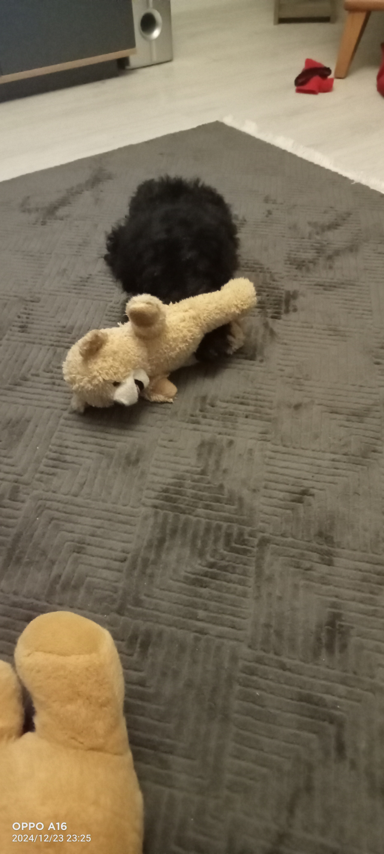 Toy poodle Kızımıza es ariyoruz 5