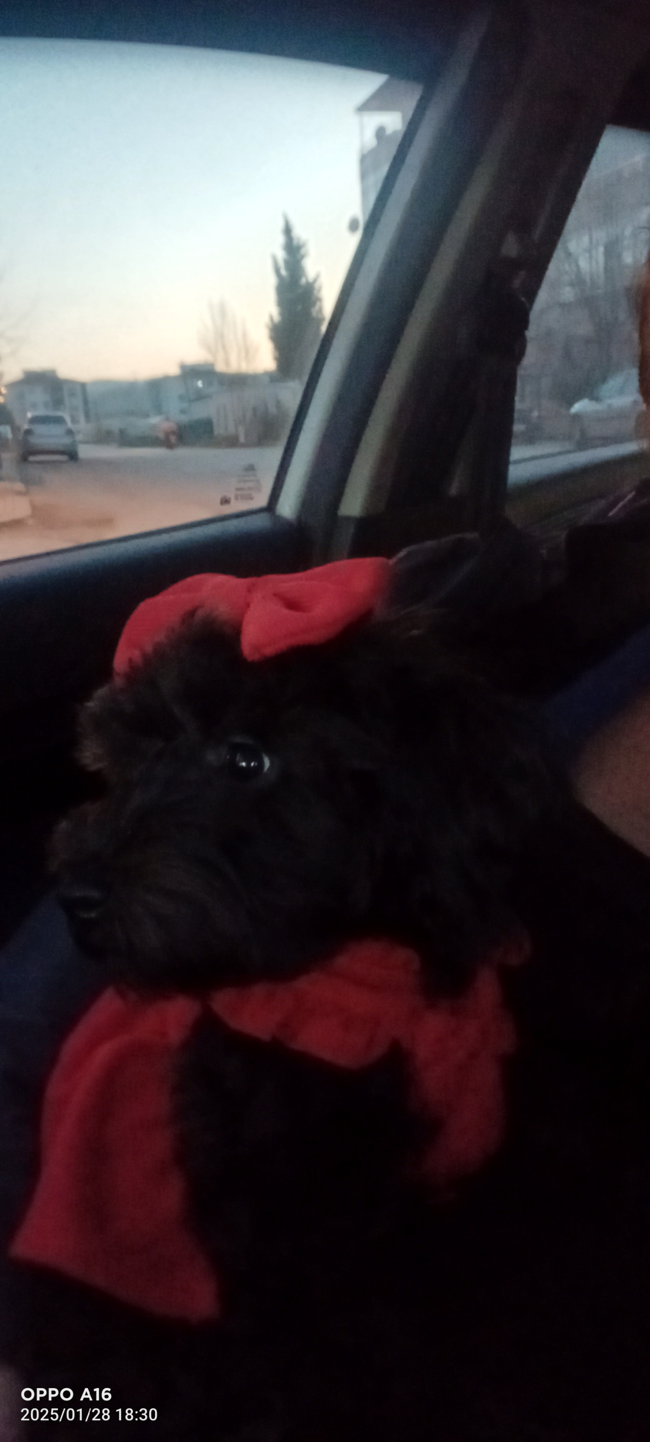 Toy poodle Kızımıza es ariyoruz 4