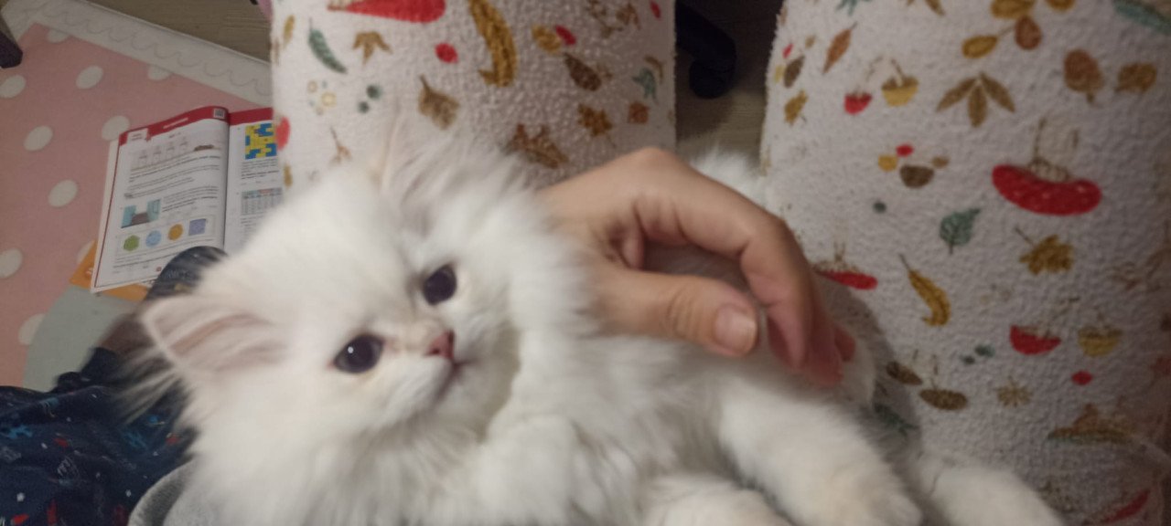 Guzel kızımıza es ariyoruz 4