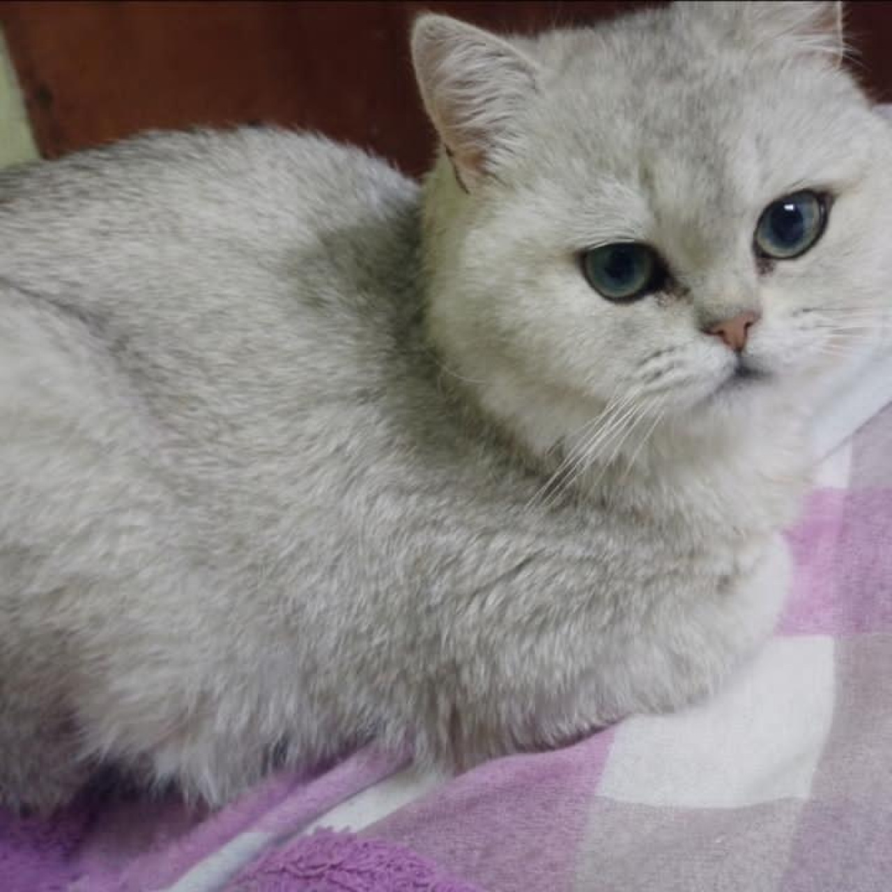 Güzel kızıma damat arıyoruz