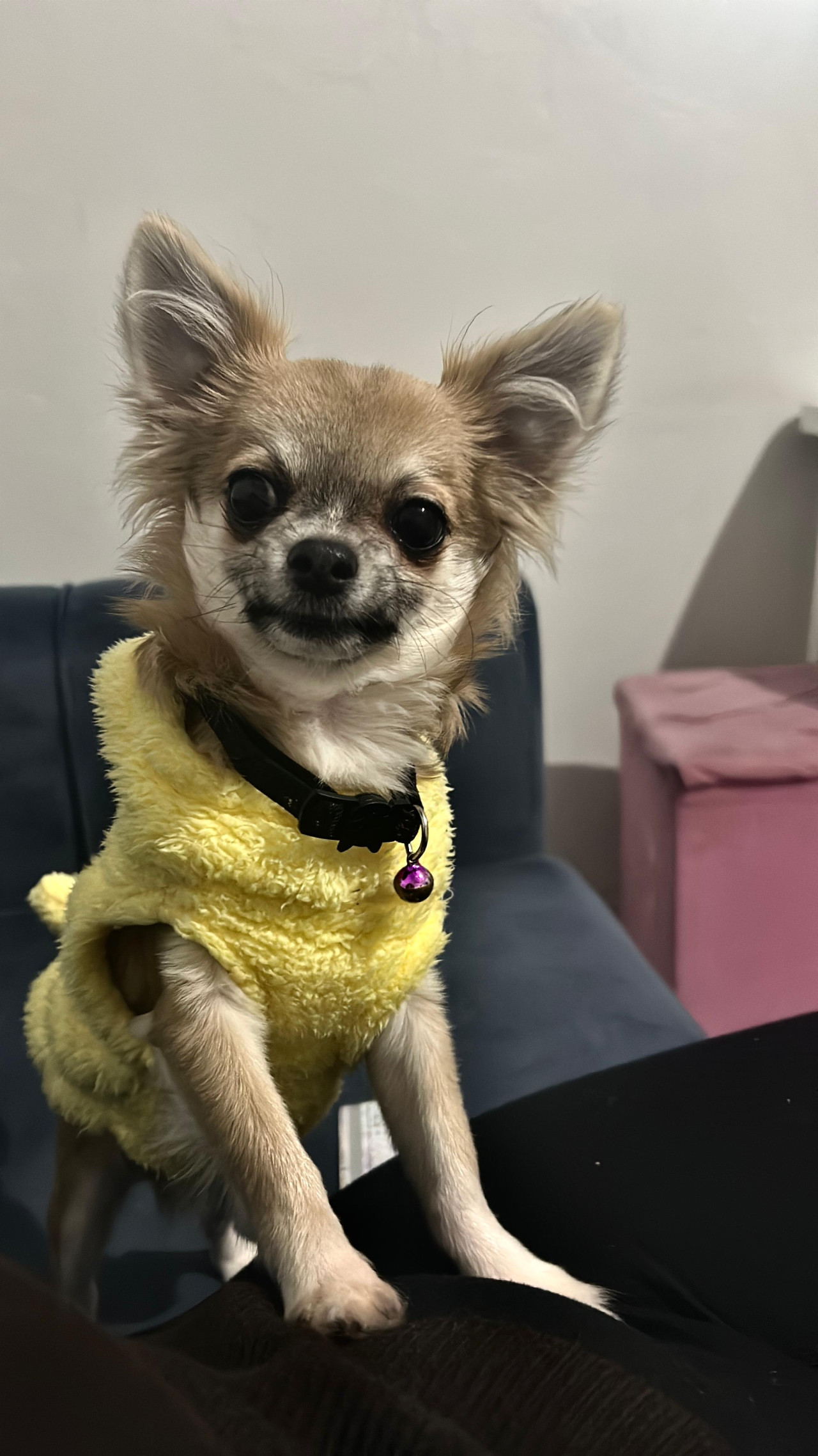 Chihuahua Dişi eş arıyoruz 1