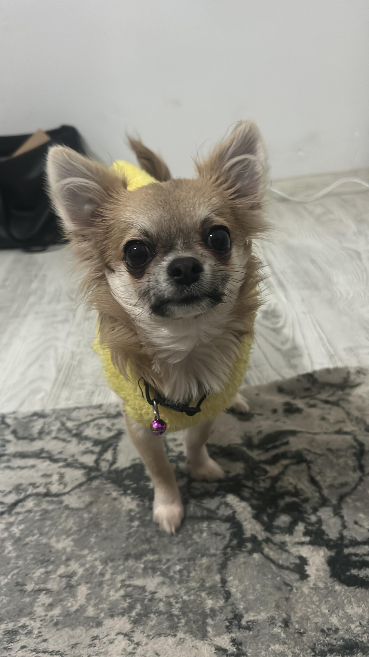 Chihuahua Dişi eş arıyoruz 2