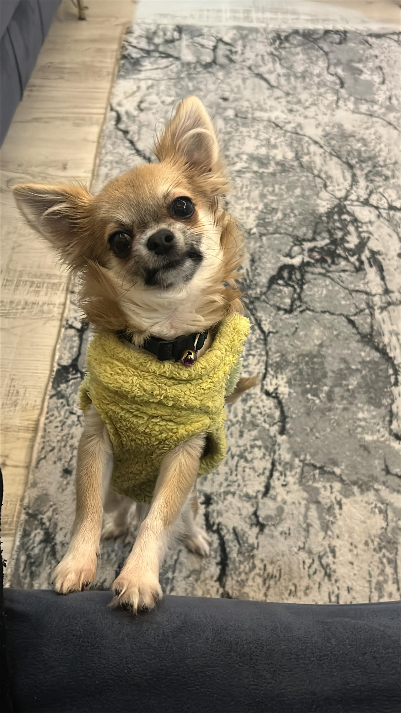 Chihuahua Dişi eş arıyoruz 3