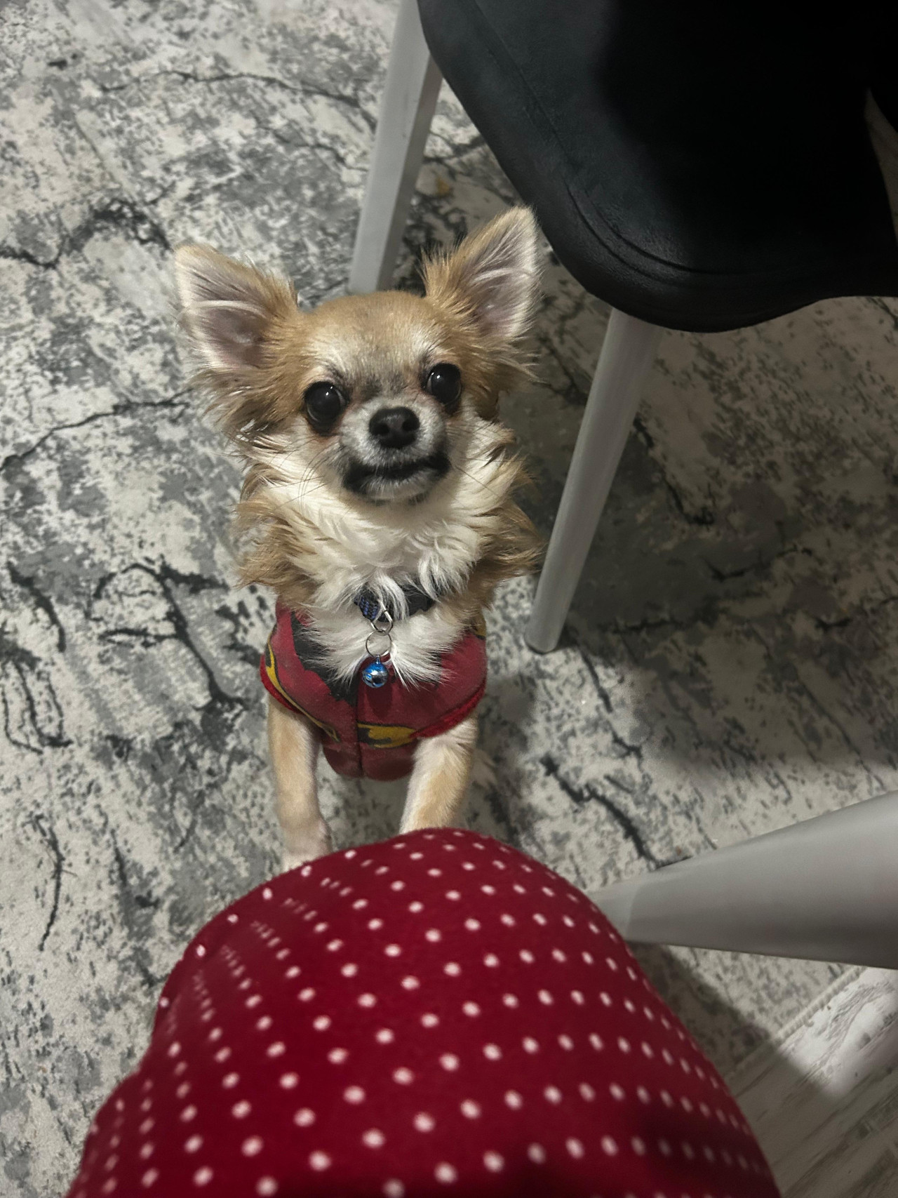 Chihuahua Dişi eş arıyoruz 4