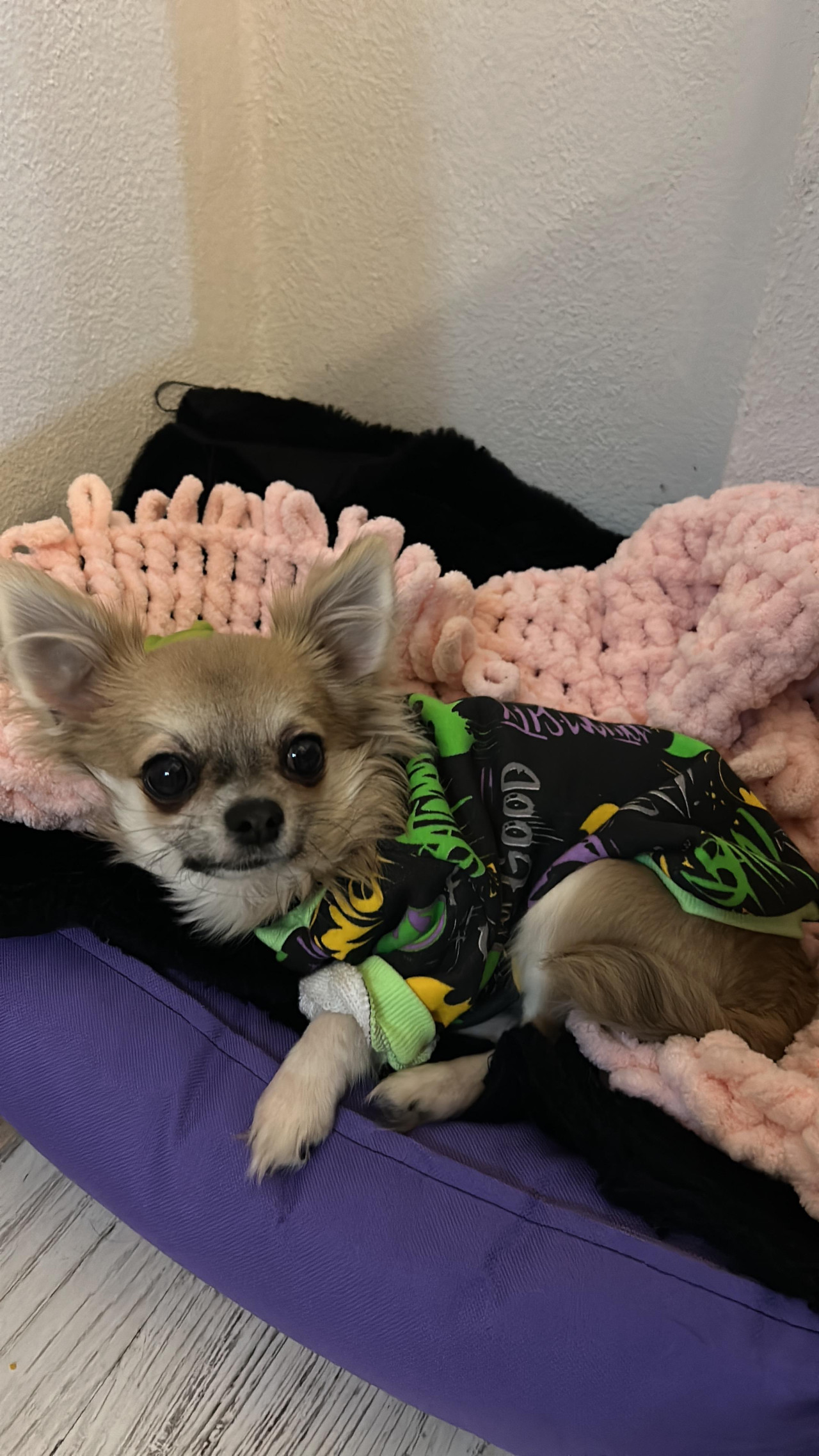 Chihuahua Dişi eş arıyoruz 5