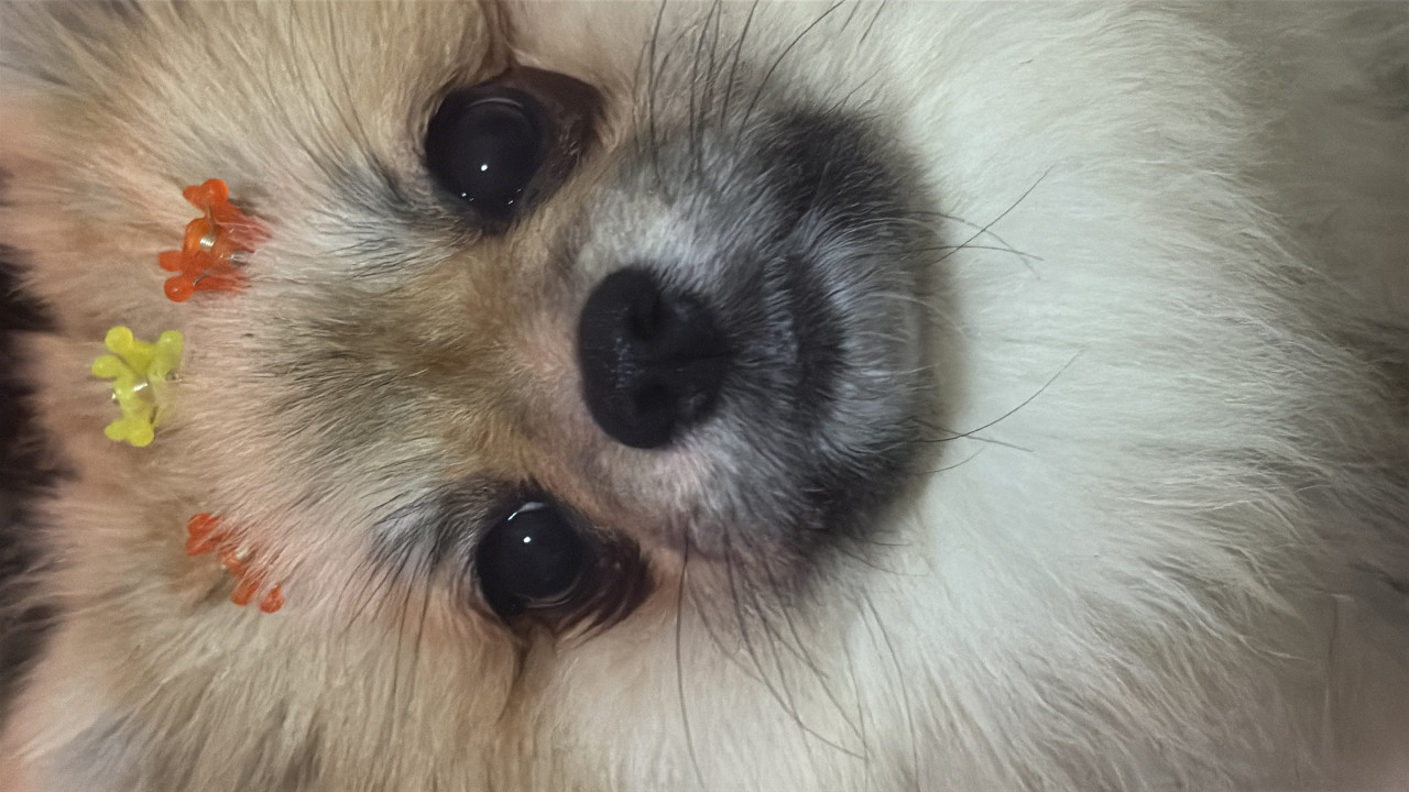 Kızıma eş arıyorum 3