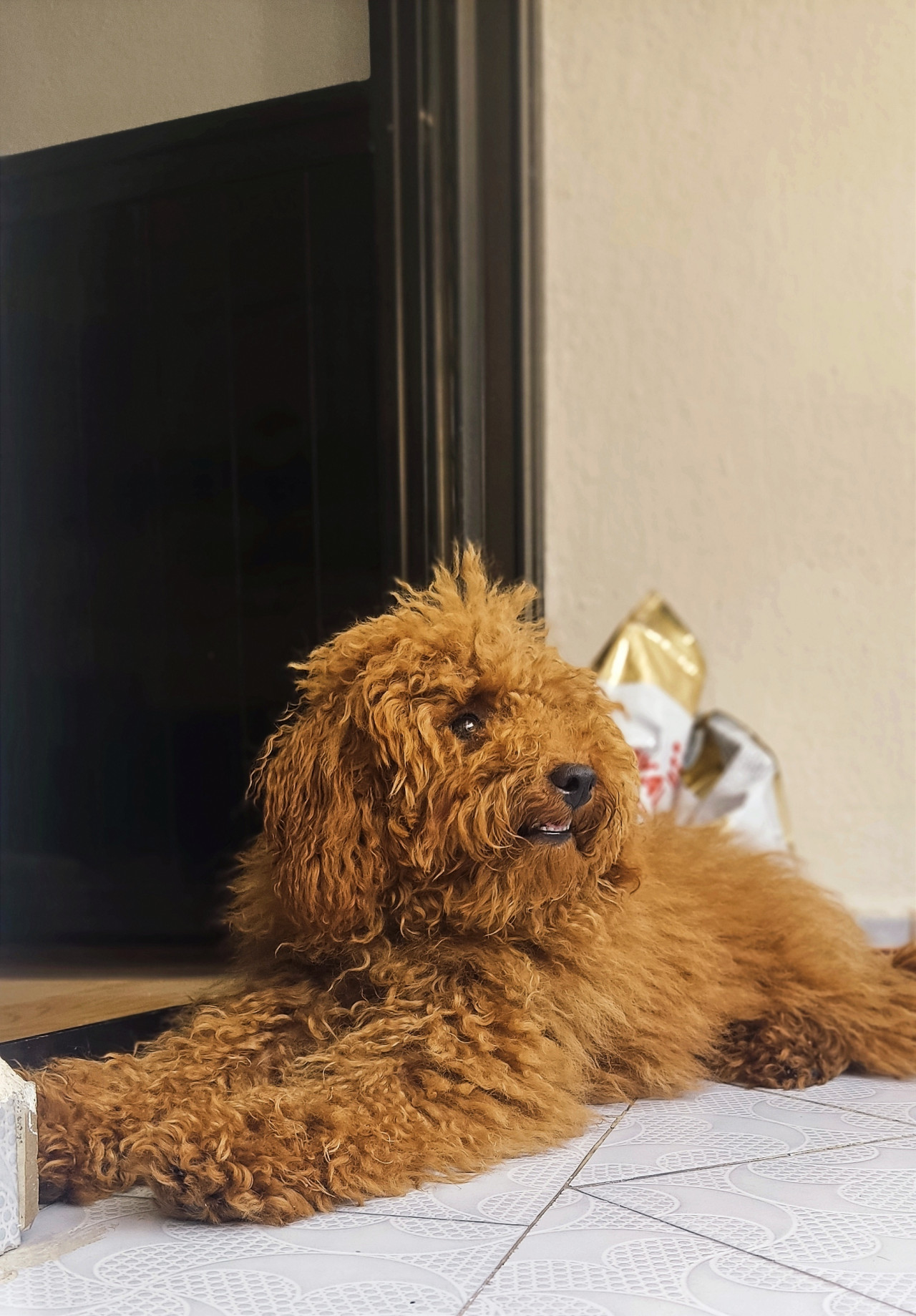 2 Yaşında Miniatür Poodle 1