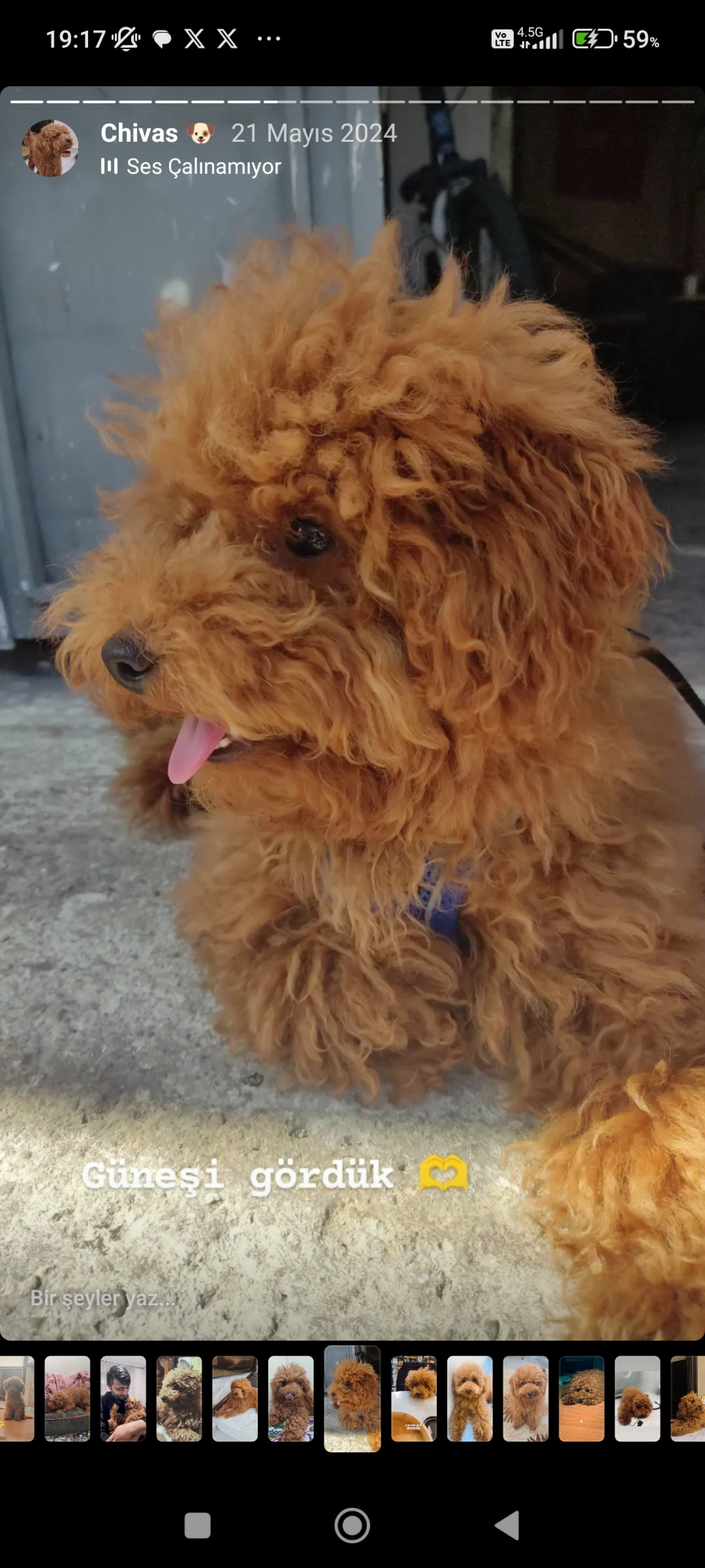 2 Yaşında Miniatür Poodle 2