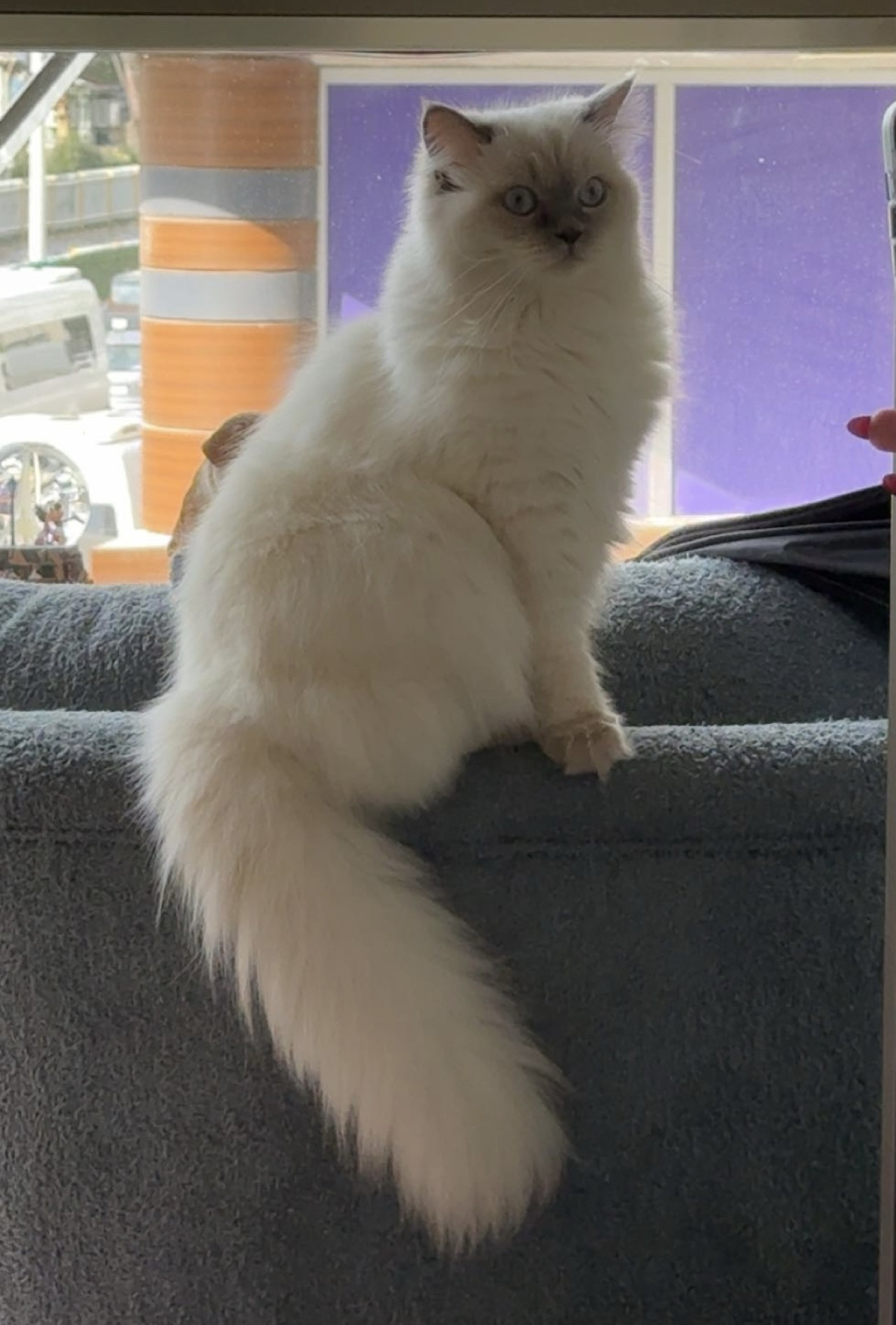 British Longhair Blue point 2