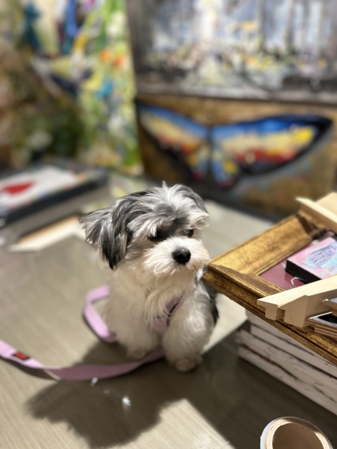 Elityavru oğlumuz Chico ya eş arıyoruz