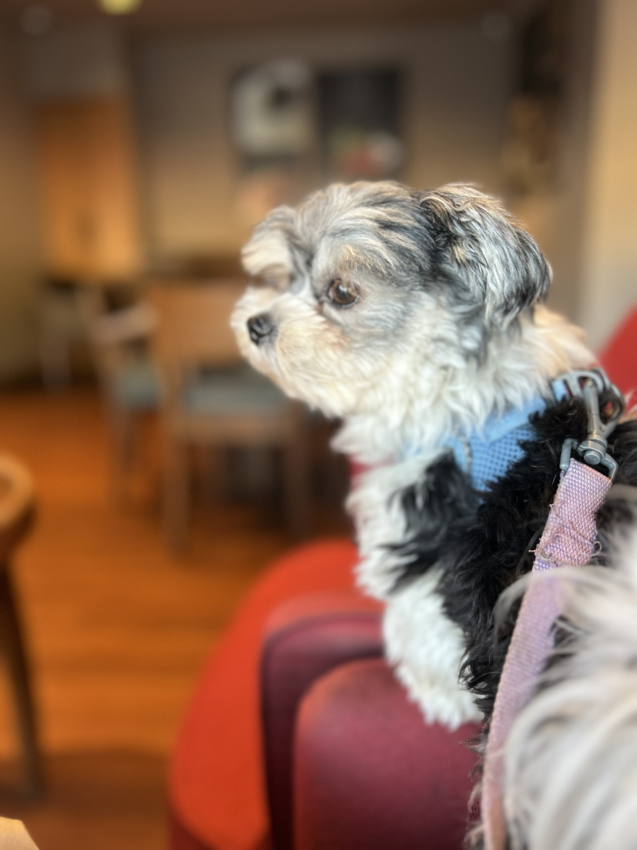 Elityavru oğlumuz Chico ya eş arıyoruz 2