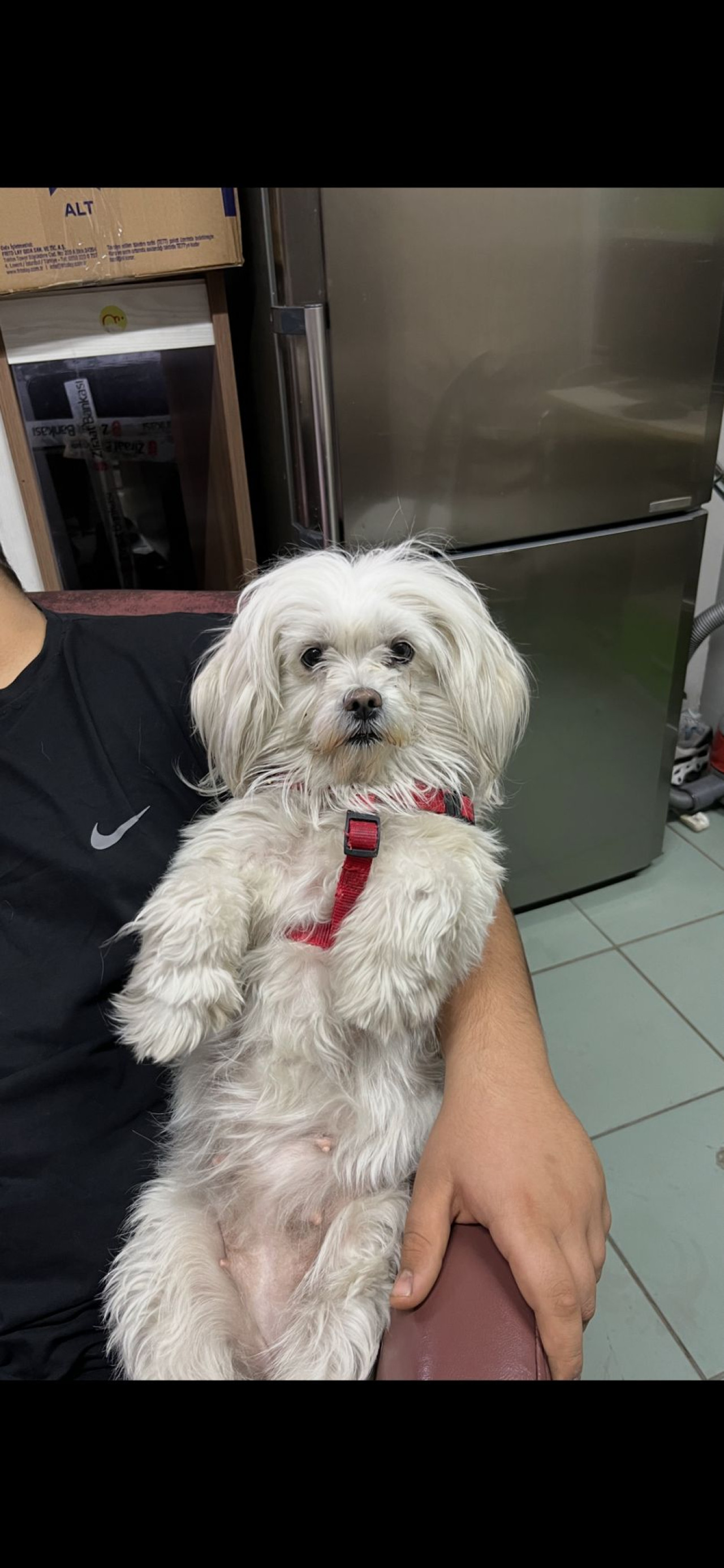 3 yaşında maltese trerrier kızımıza eş arıyoruz ANKARA