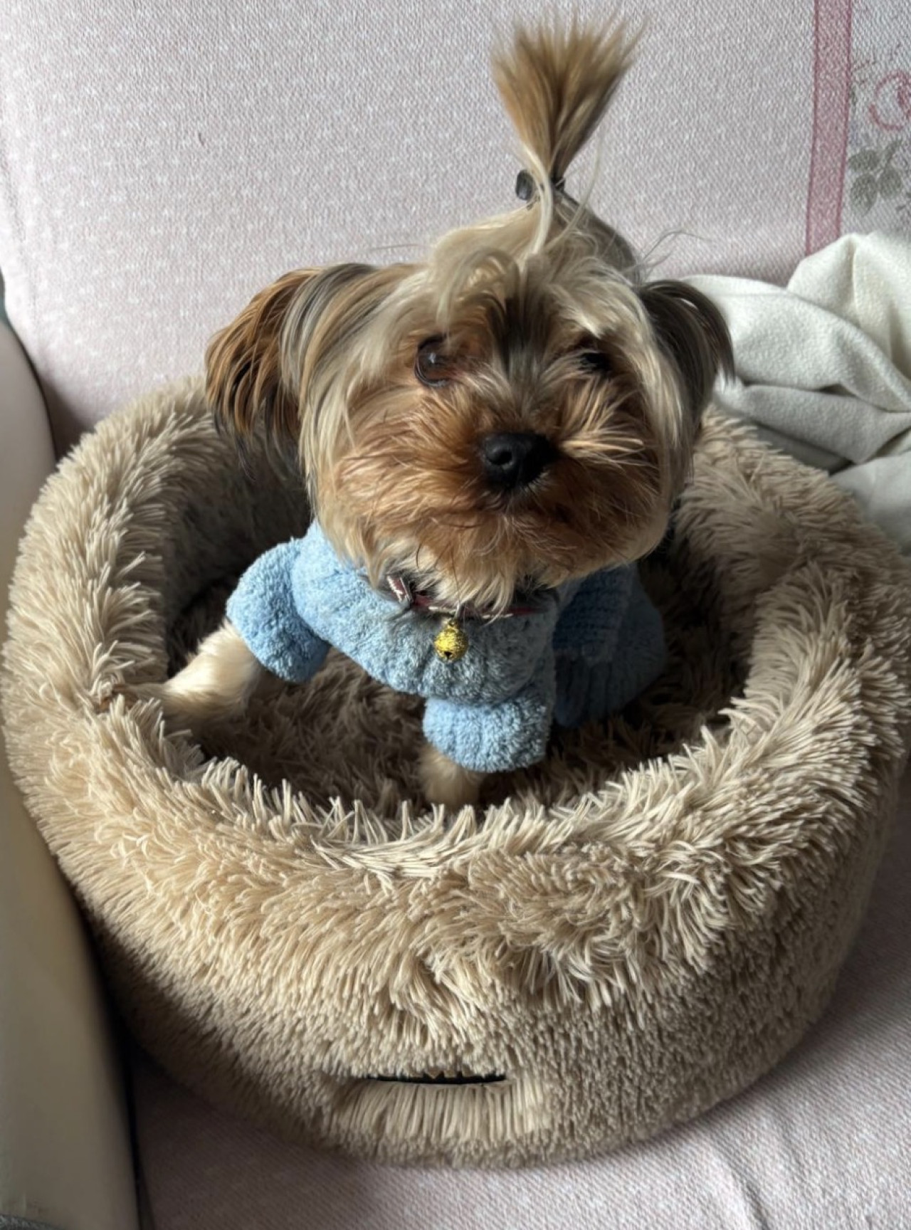 4 yaşında Yokşhir terrier