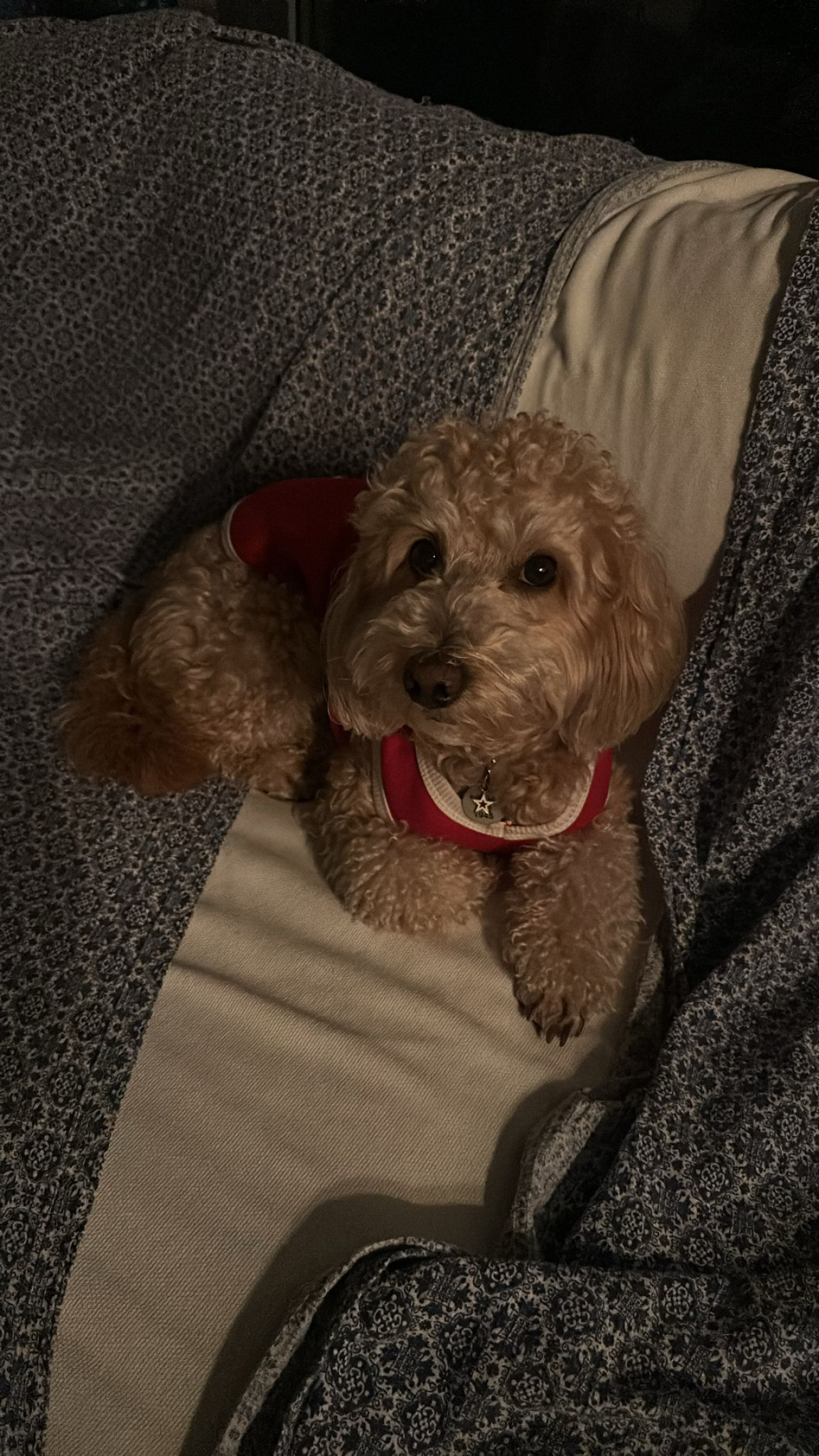 Oğlumuza eş arıyoruz 2