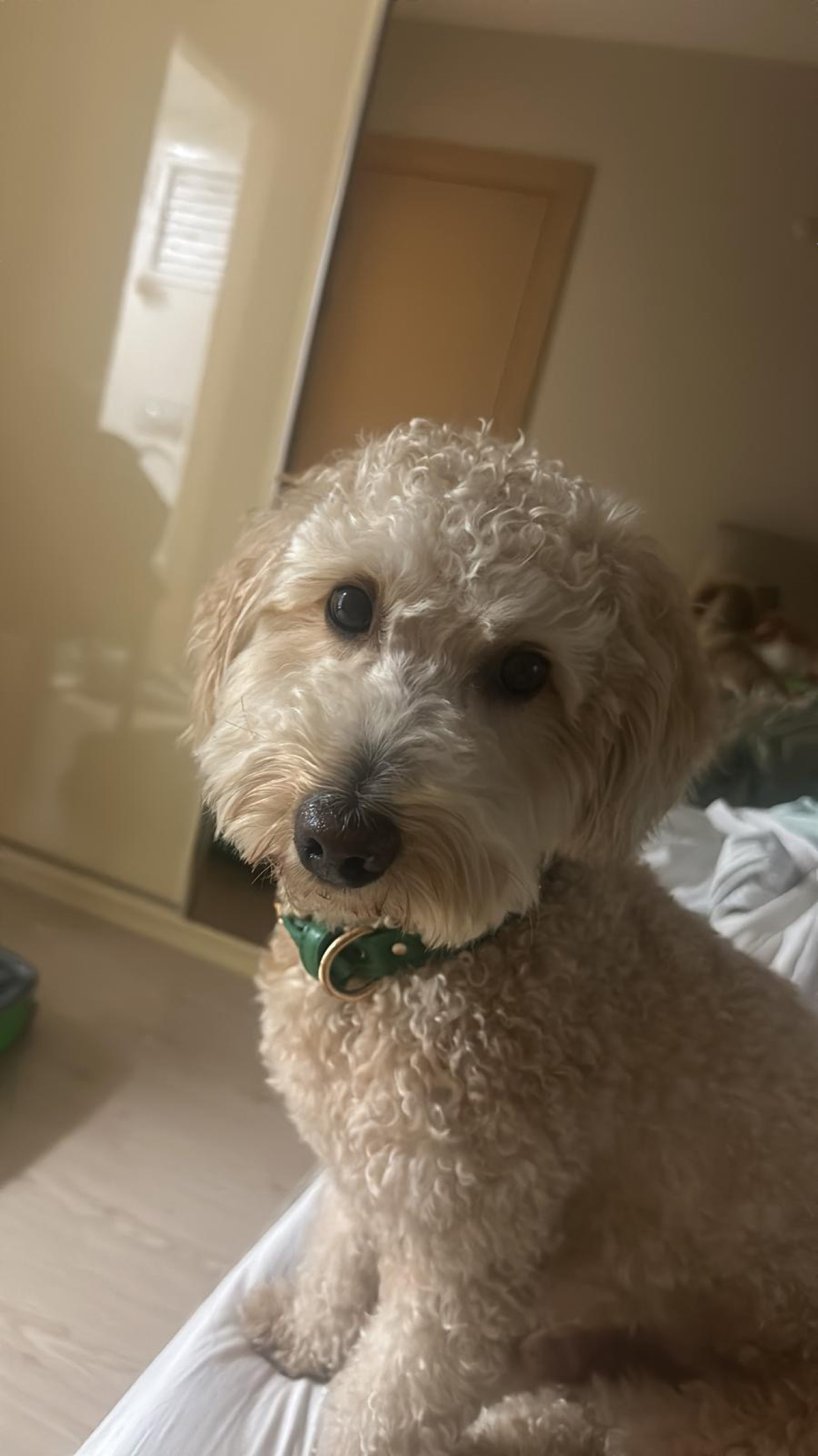 Oğlumuza eş arıyoruz 4