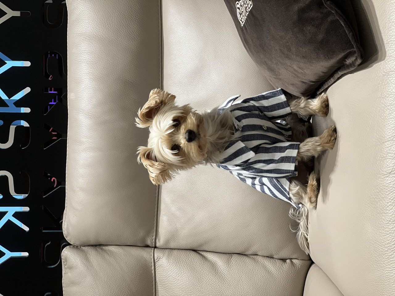 Oglum Tommy e Dişi arıyoruz.