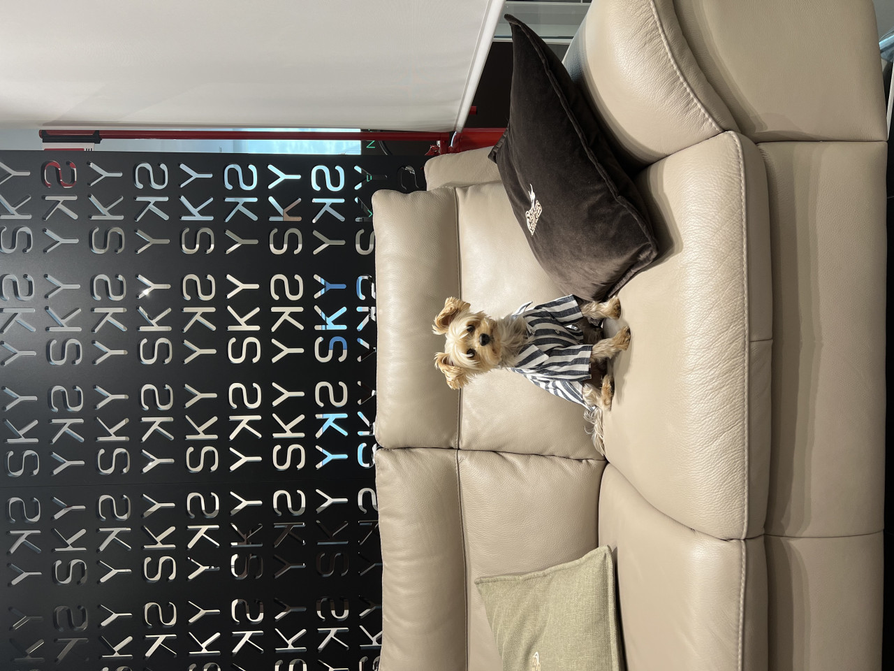 Oglum Tommy e Dişi arıyoruz. 2