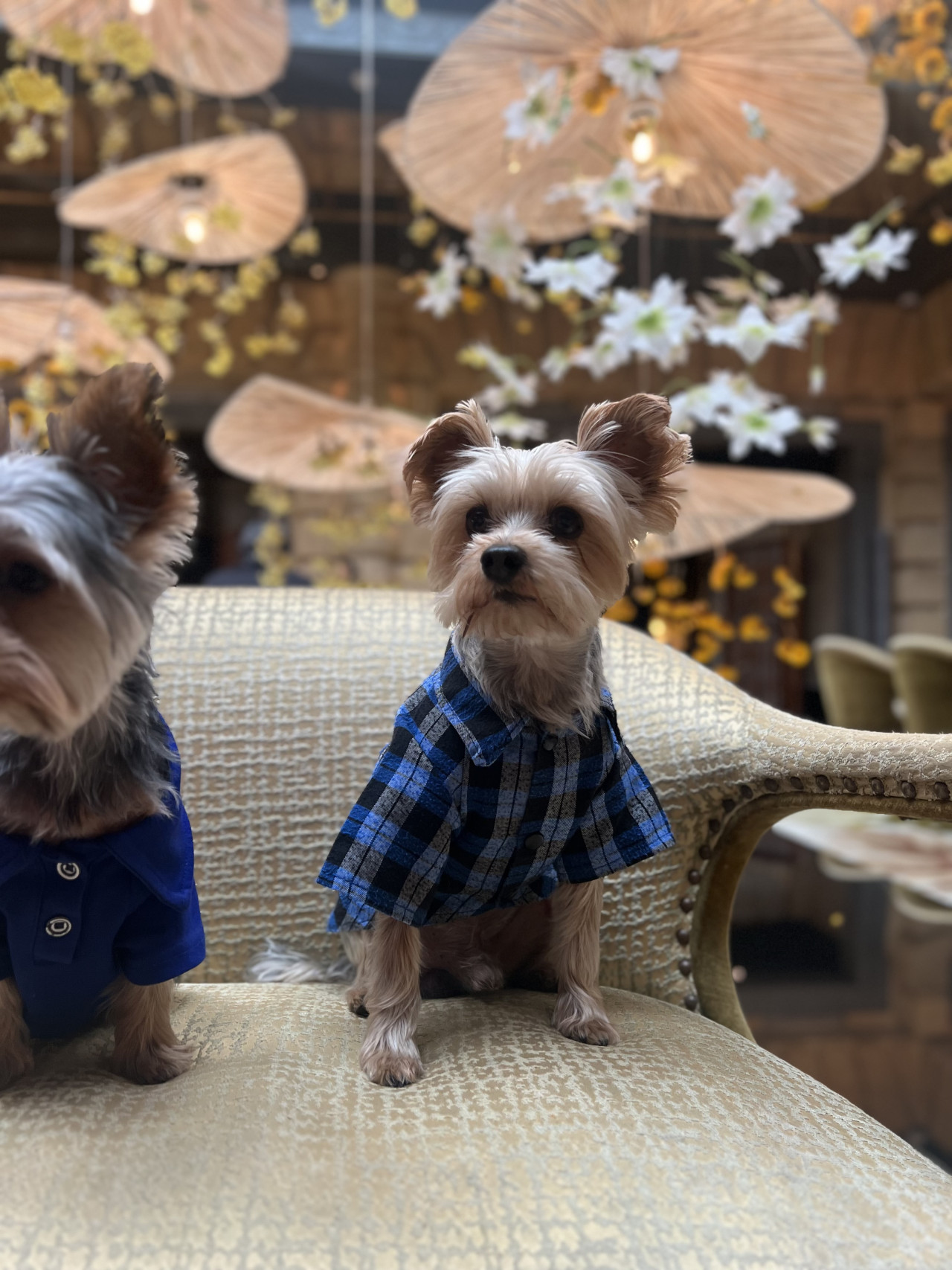 Oglum Tommy e Dişi arıyoruz. 4