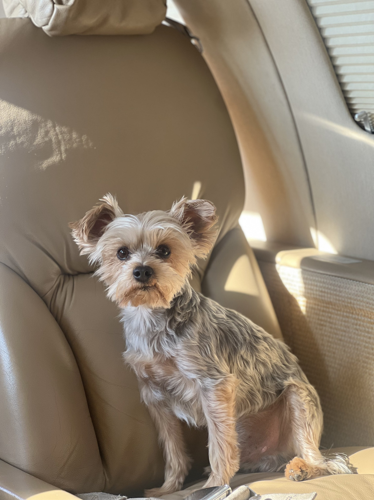 Oglum Tommy e Dişi arıyoruz. 5