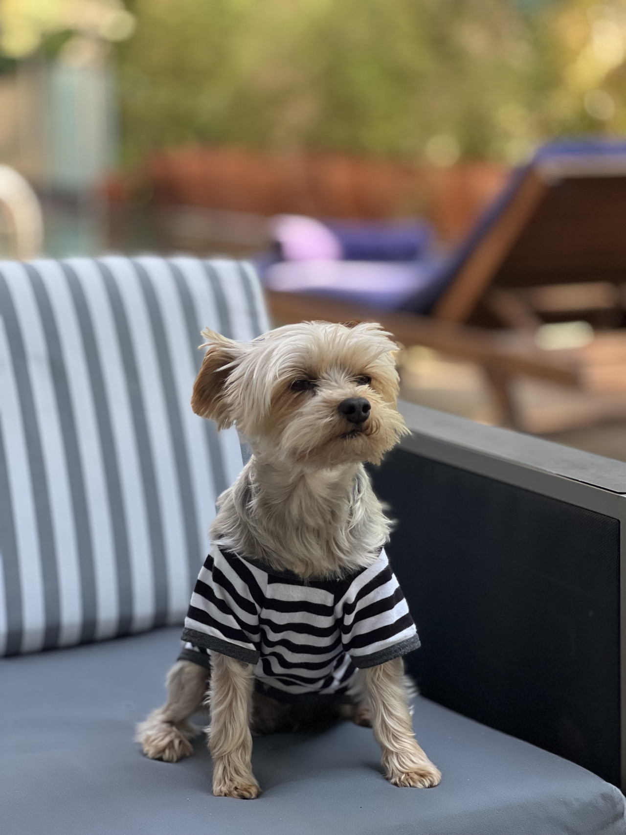 Oglum Tommy e Dişi arıyoruz. 6