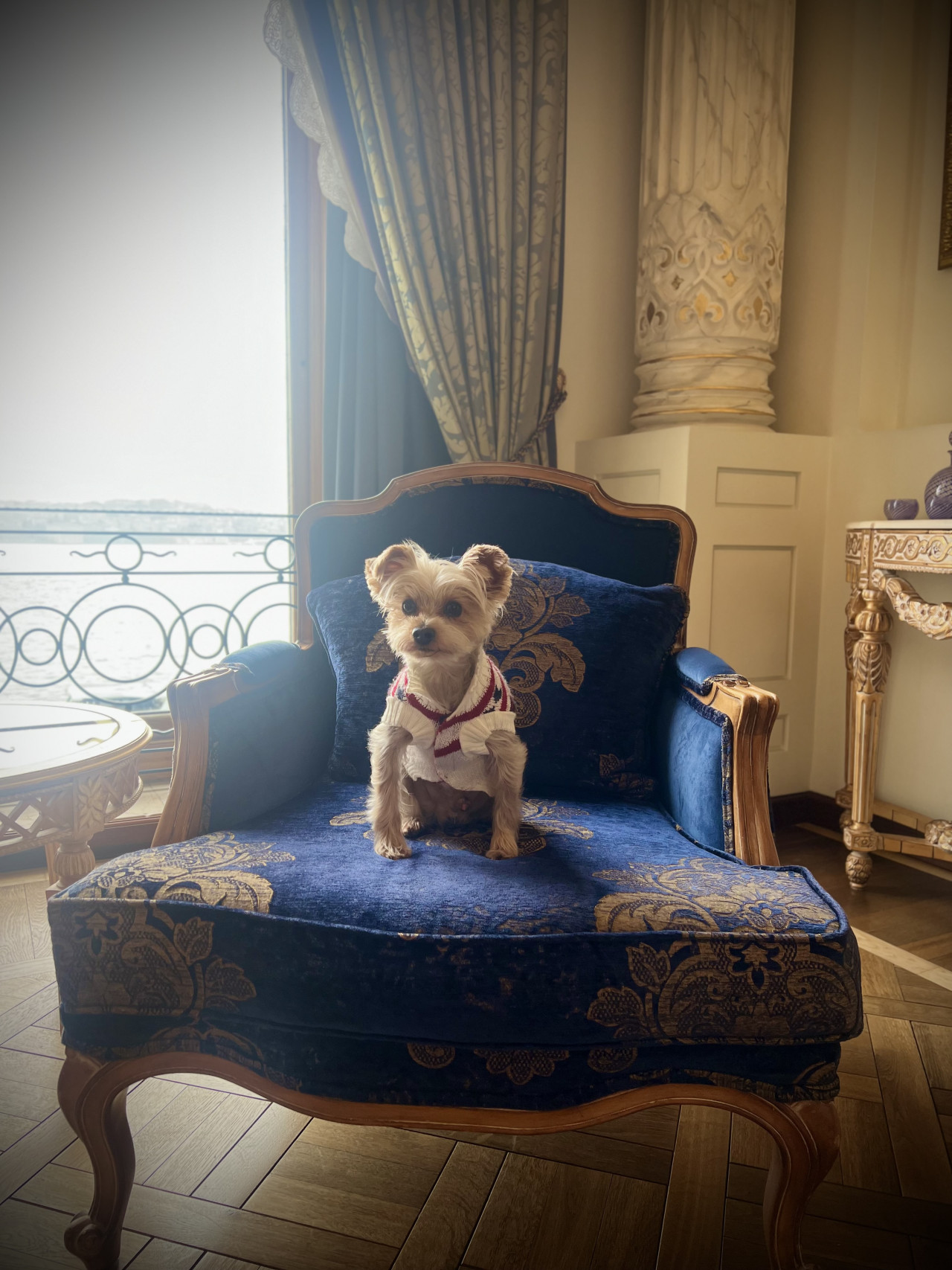 Oglum Tommy e Dişi arıyoruz. 8