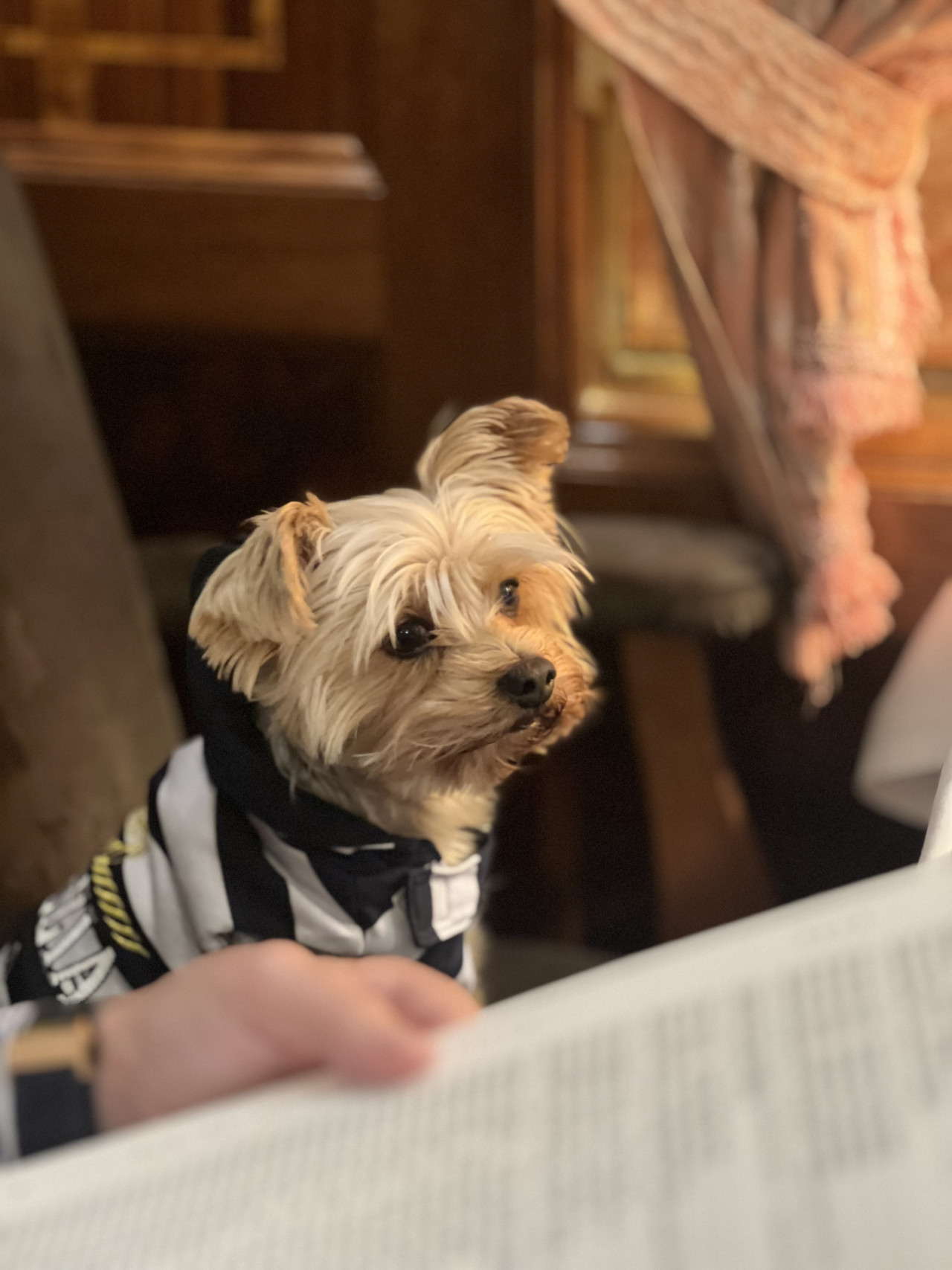 Oglum Tommy e Dişi arıyoruz. 9