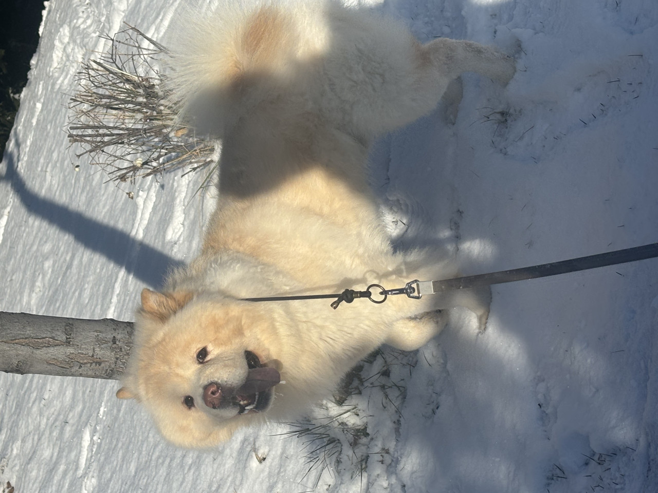 Safkan chow cow oğluma ankara içi eş arıyoruz 2
