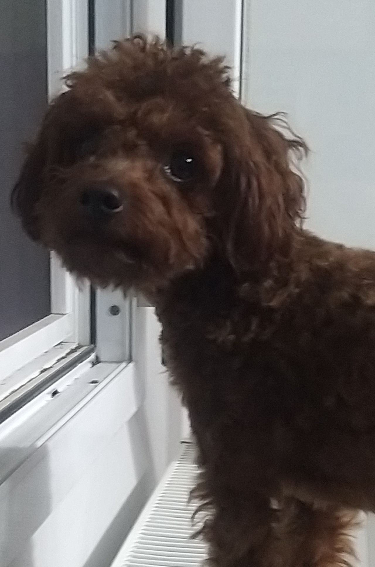 Gofrik bey eş arıyor 2