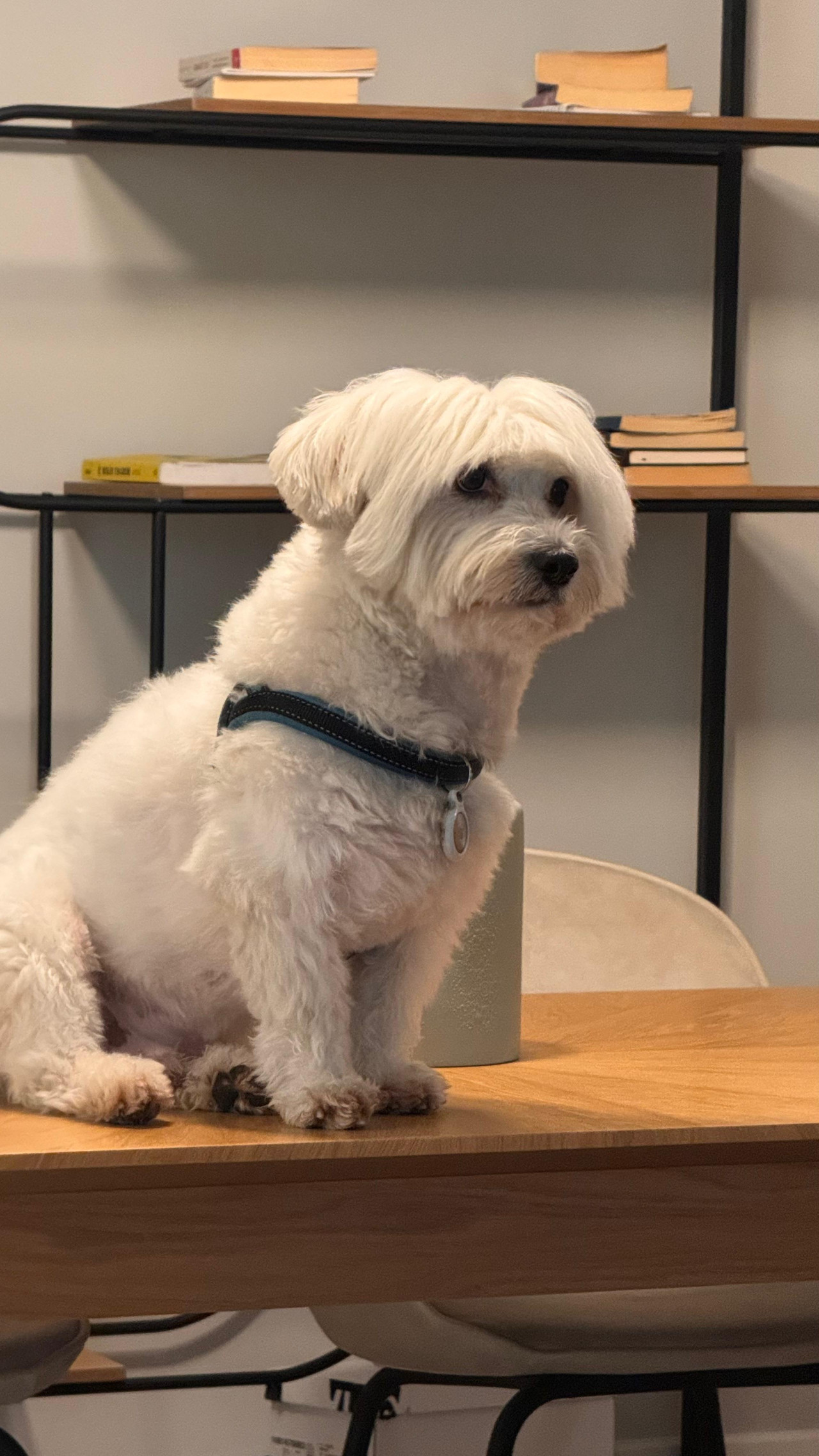 Maltese terrier  erkek 2