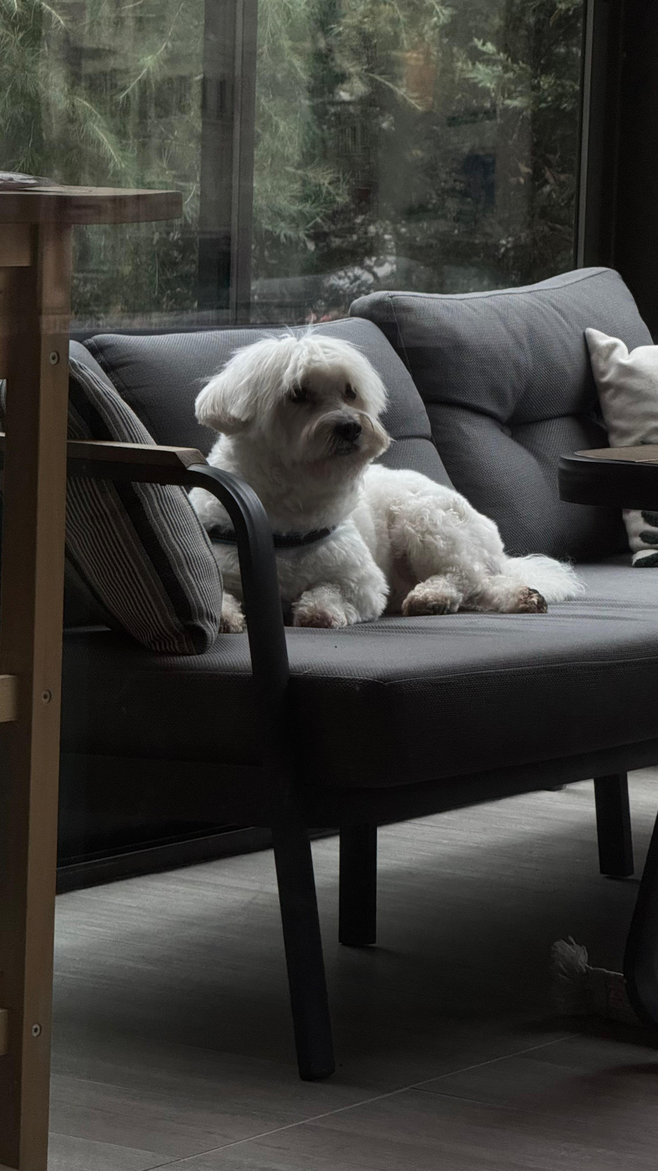 Maltese terrier  erkek 3