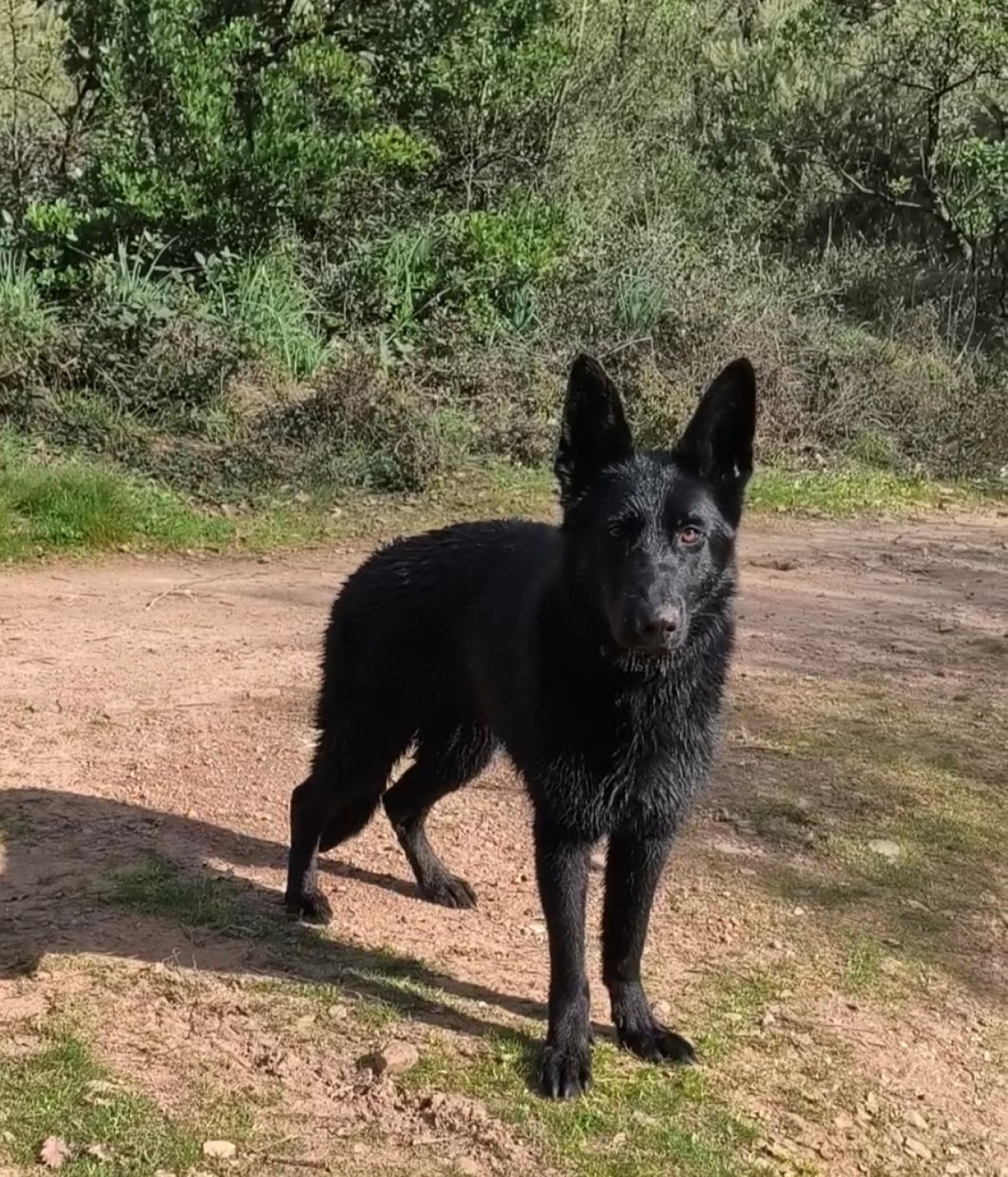 Solid Black Alman Kurdu Dişi