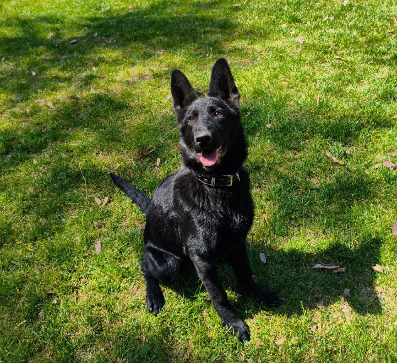 Solid Black Alman Kurdu Dişi 9