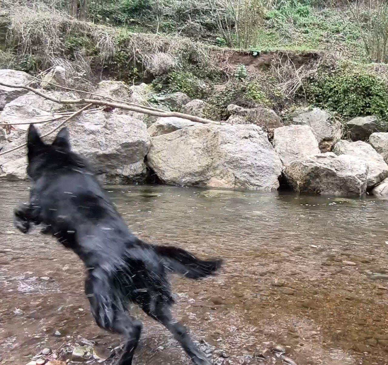 Solid Black Alman Kurdu Dişi 7