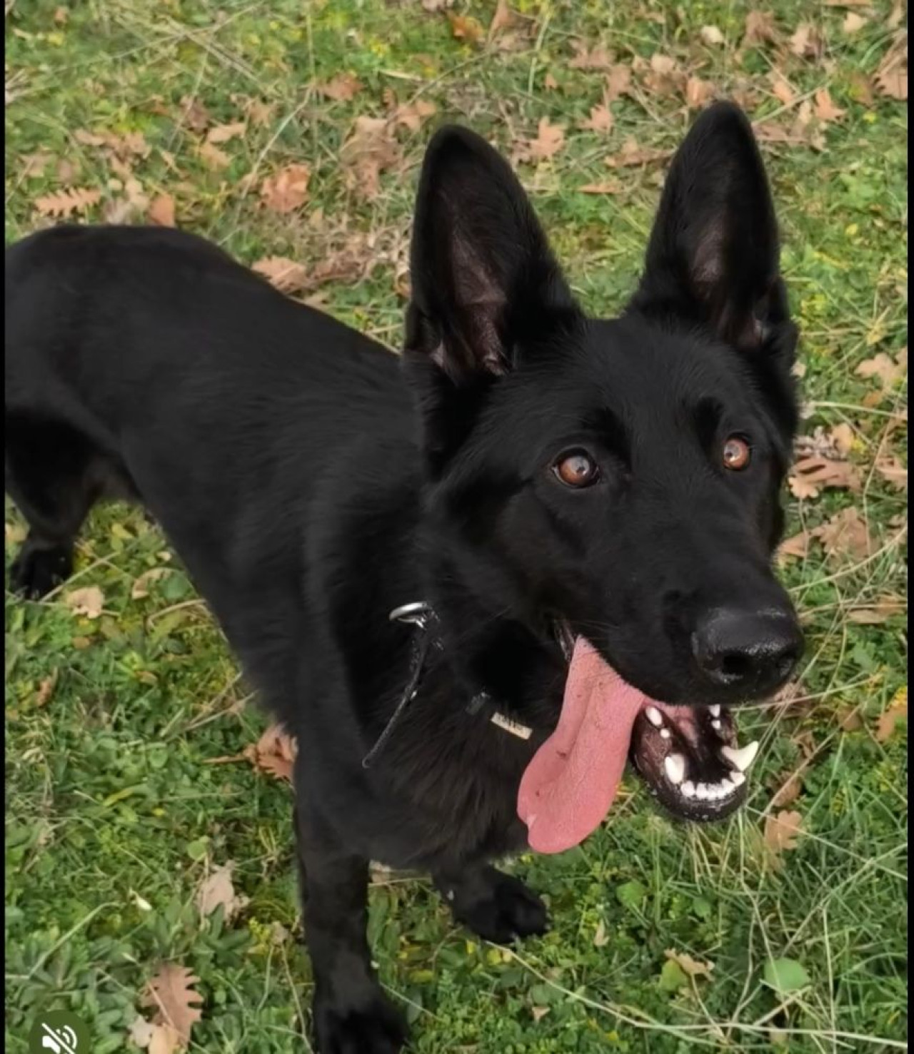 Solid Black Alman Kurdu Dişi 6