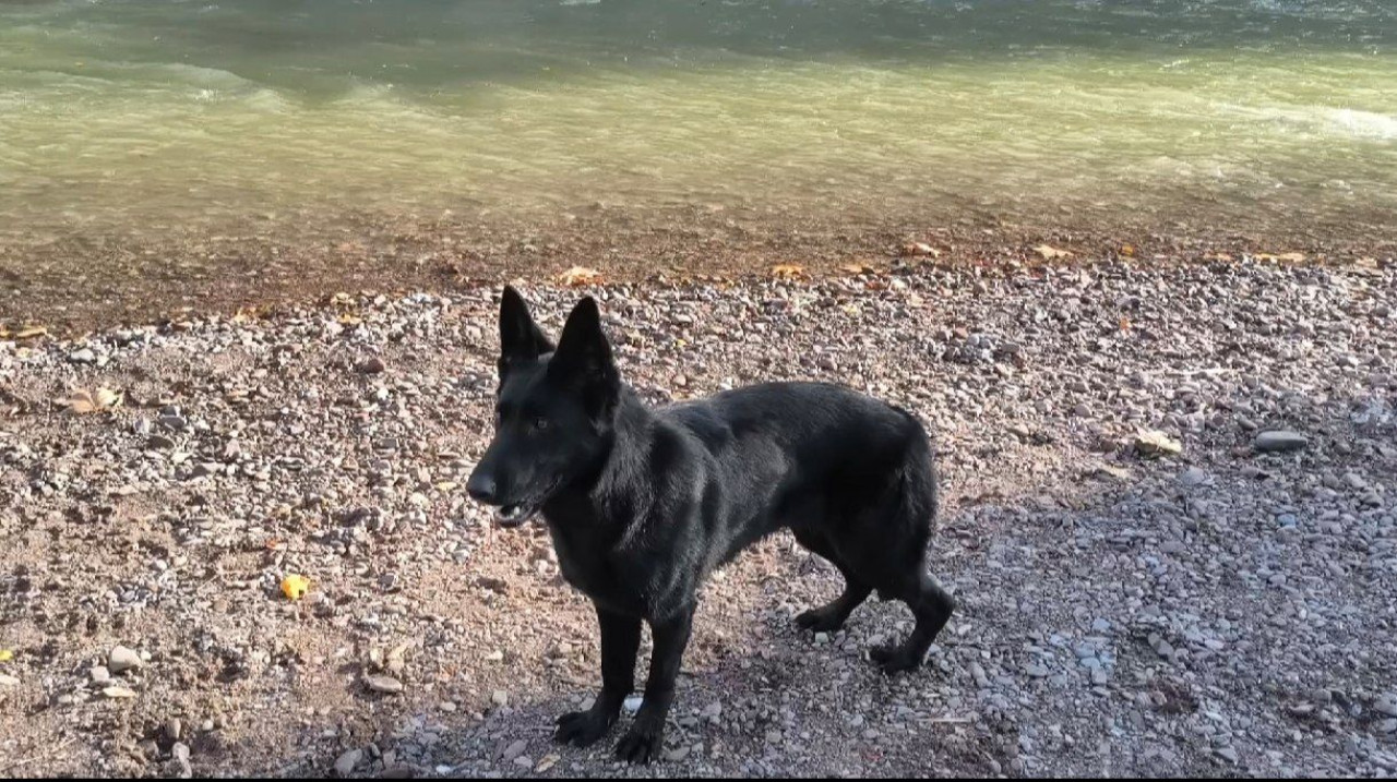 Solid Black Alman Kurdu Dişi 5