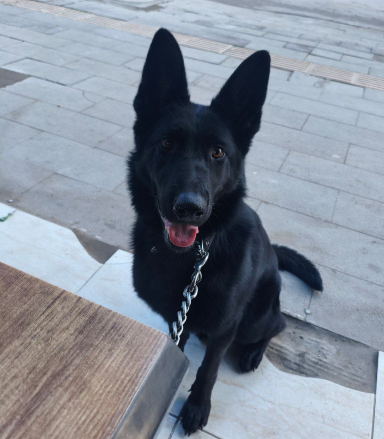 Solid Black Alman Kurdu Dişi 4