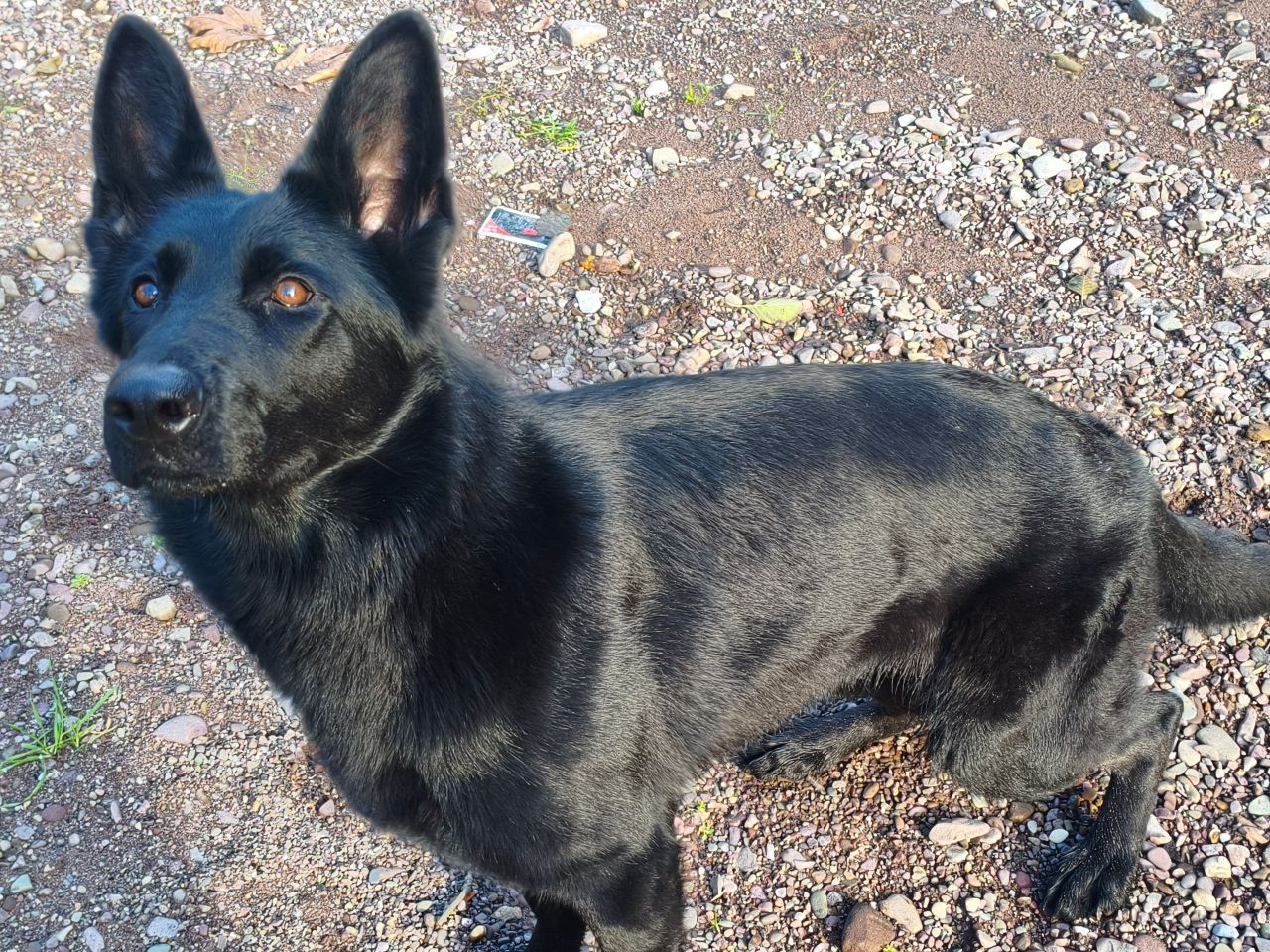 Solid Black Alman Kurdu Dişi 2