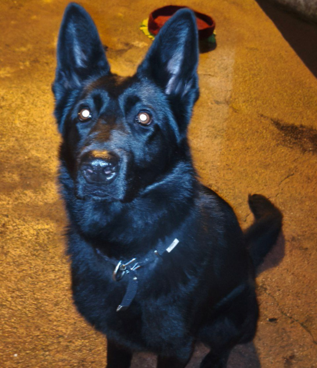 Solid Black Alman Kurdu Dişi 3