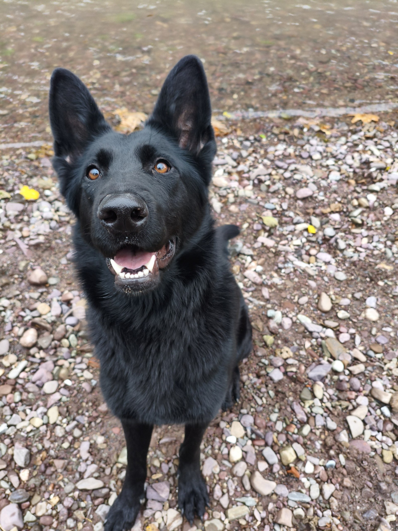 Solid Black Alman Kurdu Dişi 10