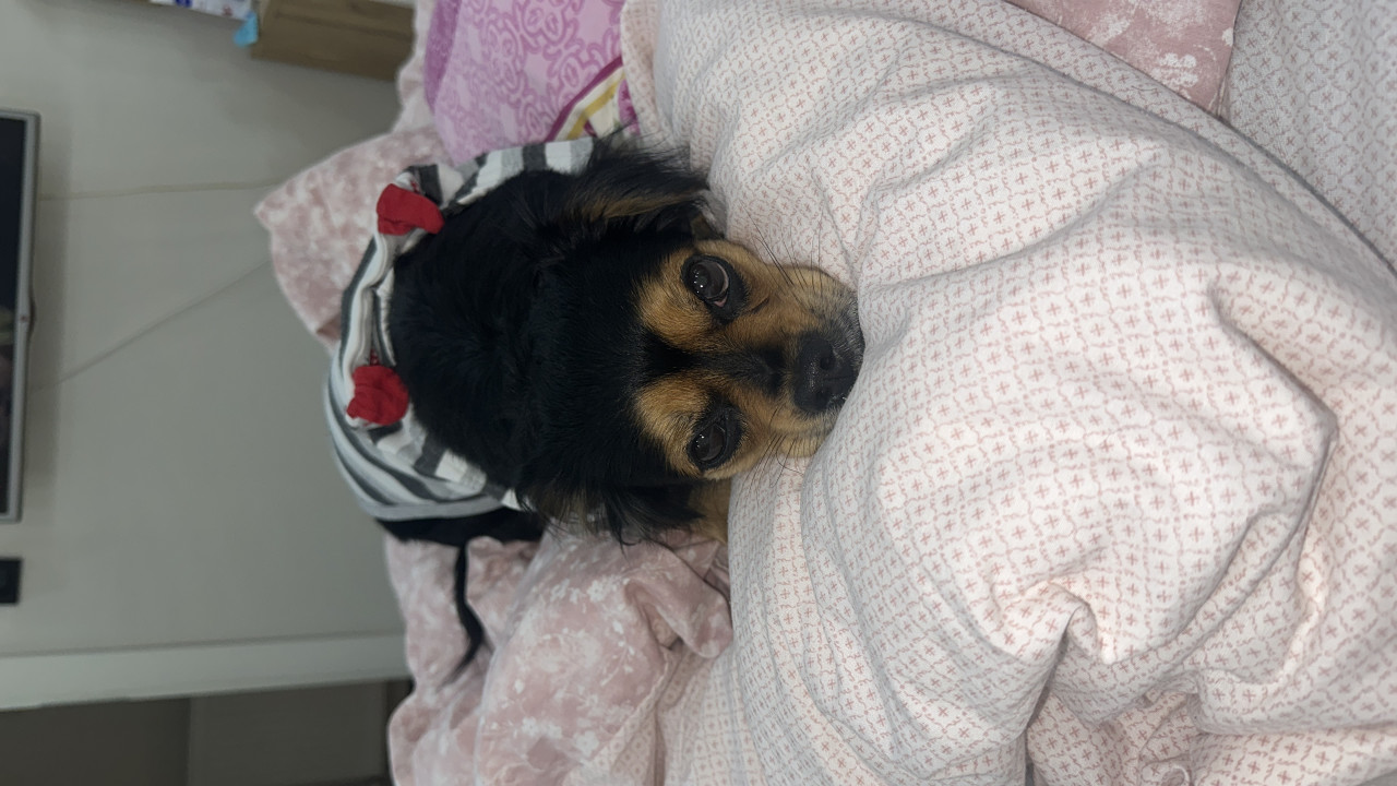 Kızımıza eş arıyoruz