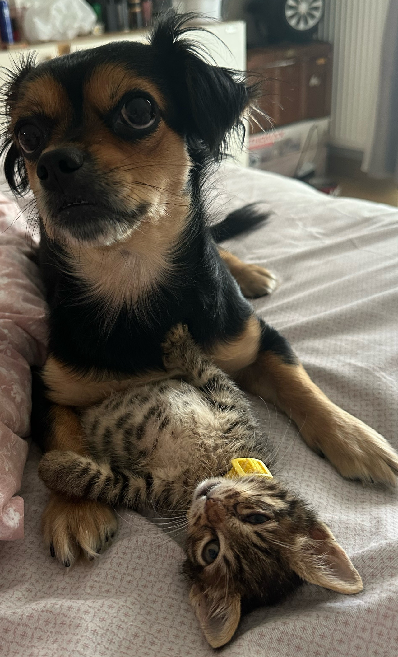 Kızımıza eş arıyoruz 2