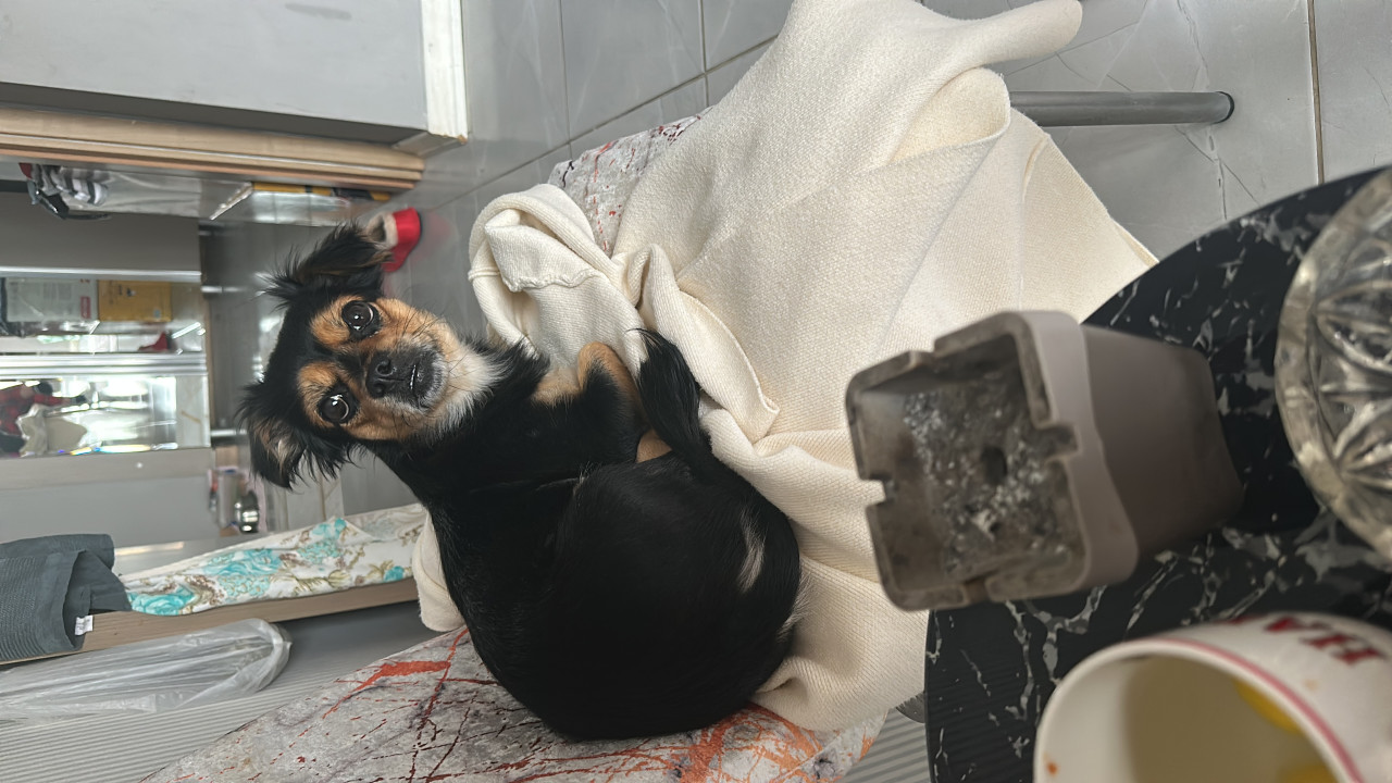 Kızımıza eş arıyoruz 5