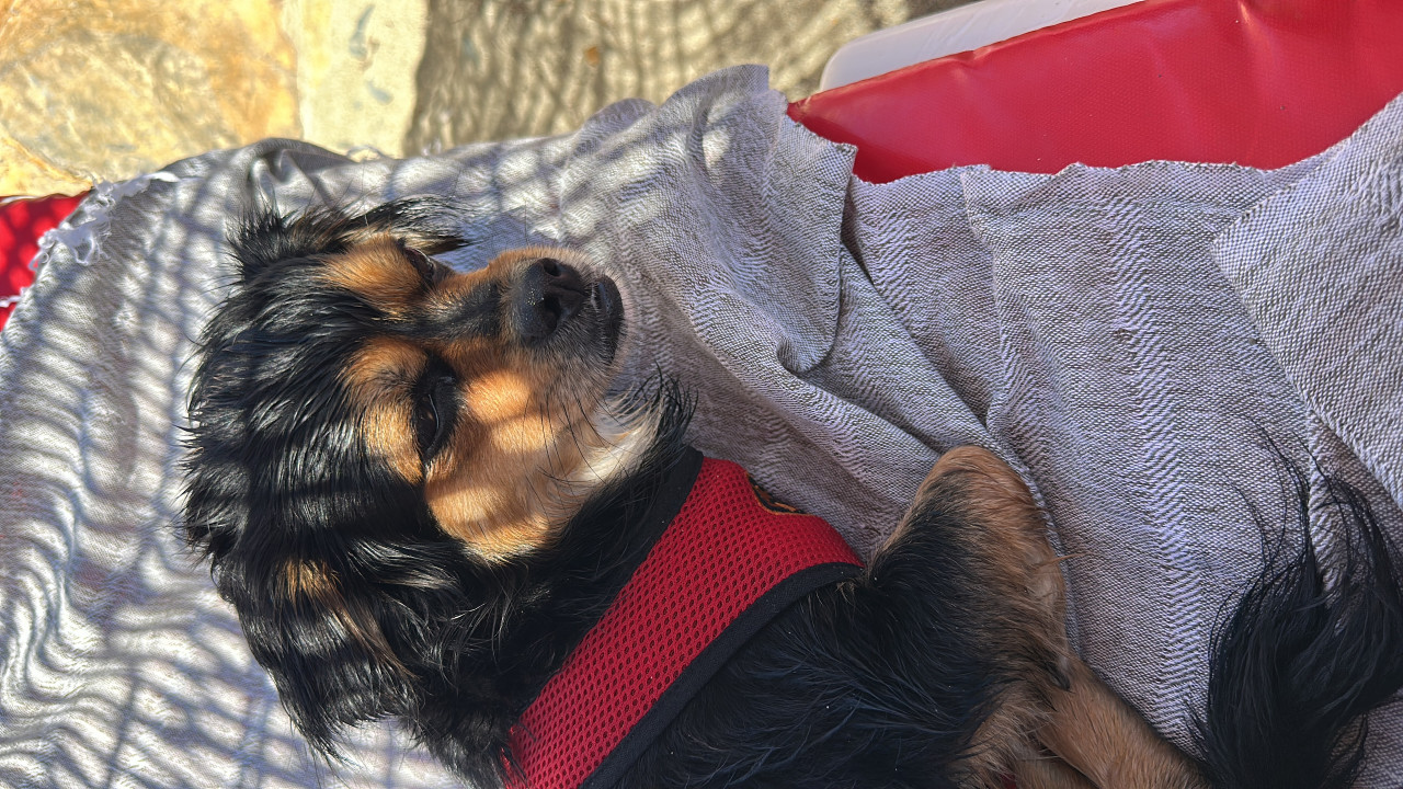 Kızımıza eş arıyoruz 11