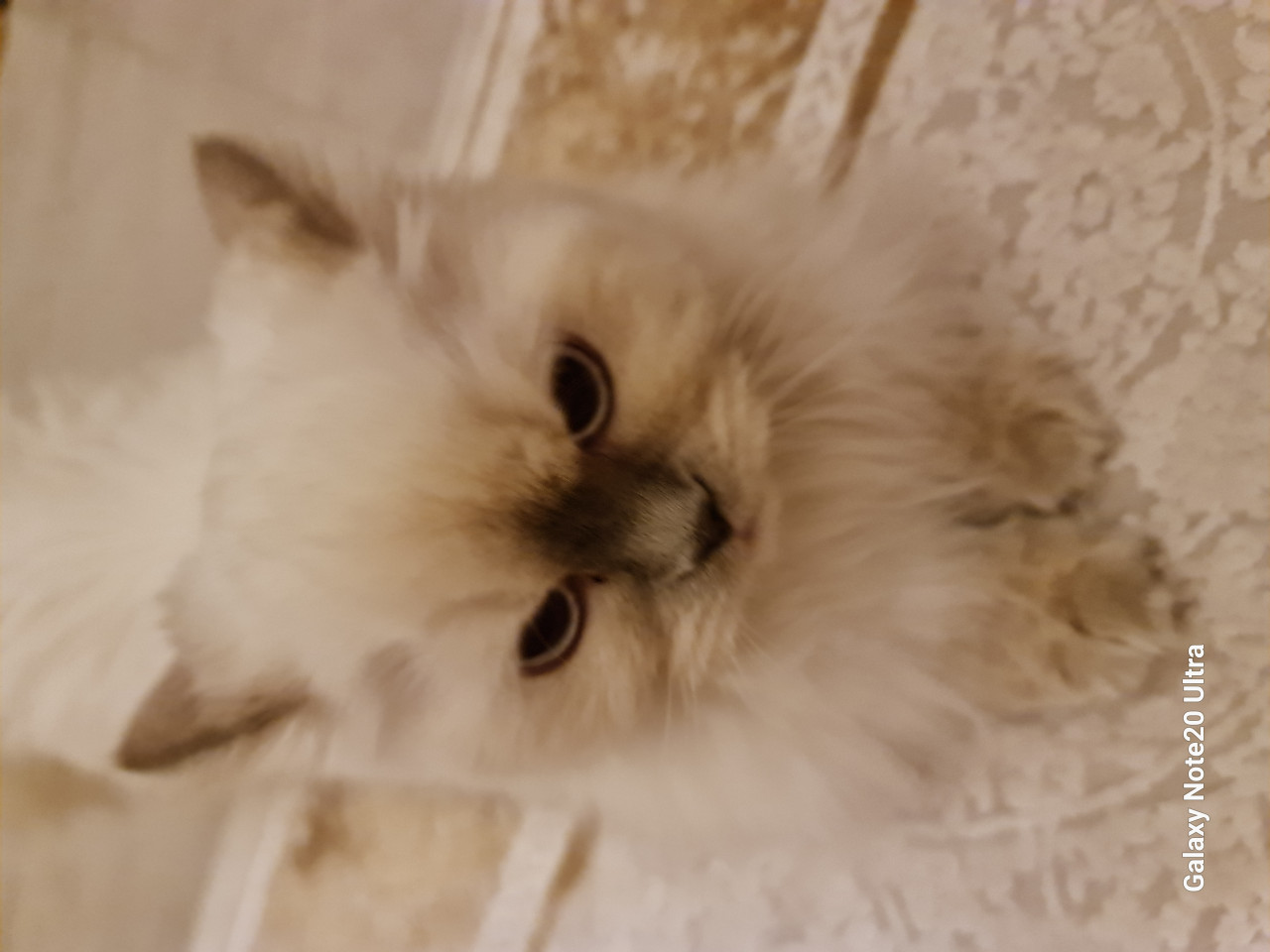 Erkek eş arıyoruz 2