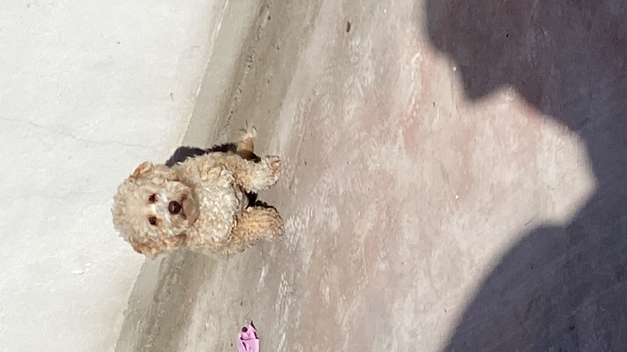 Linda kızımıza ankara içi eş arıyoruz 2